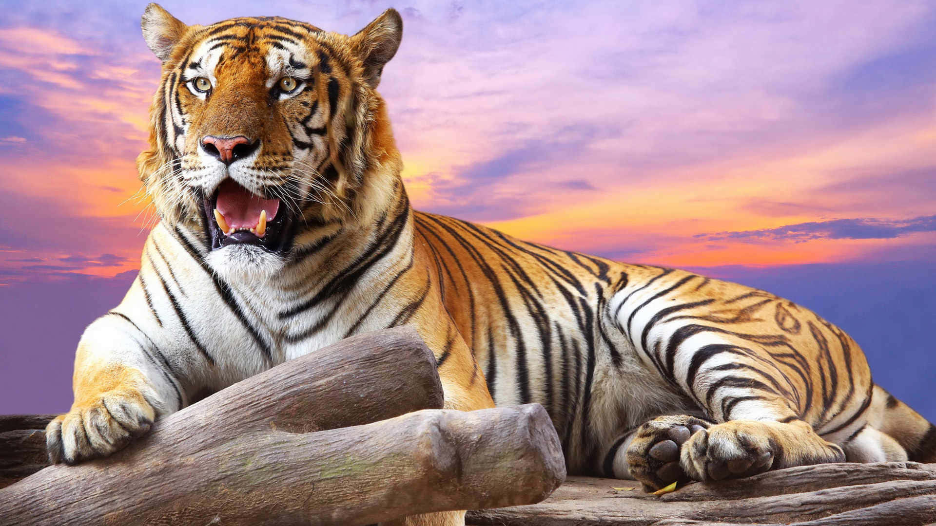 Indian Tiger, purple sky, vibrant sunset sky, Full HD Desktop Wallpaper