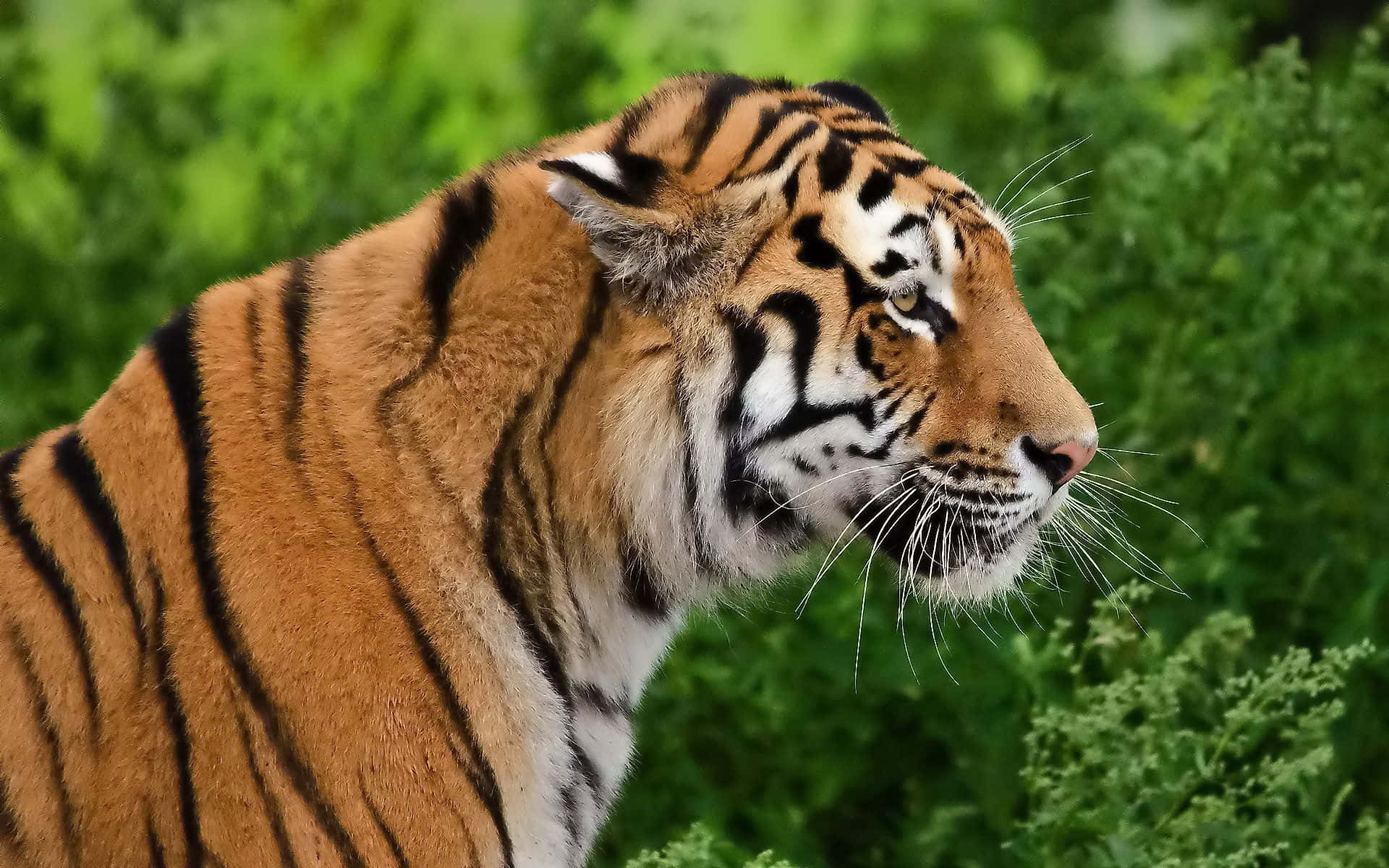 Indian Tiger, orange fur, black stripes, Full HD Desktop Wallpaper