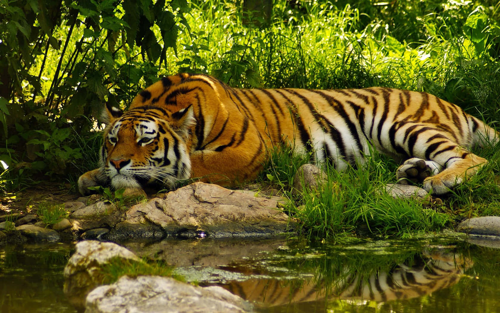 Indian Tiger, forest, sunlit stream, HD Desktop Wallpaper