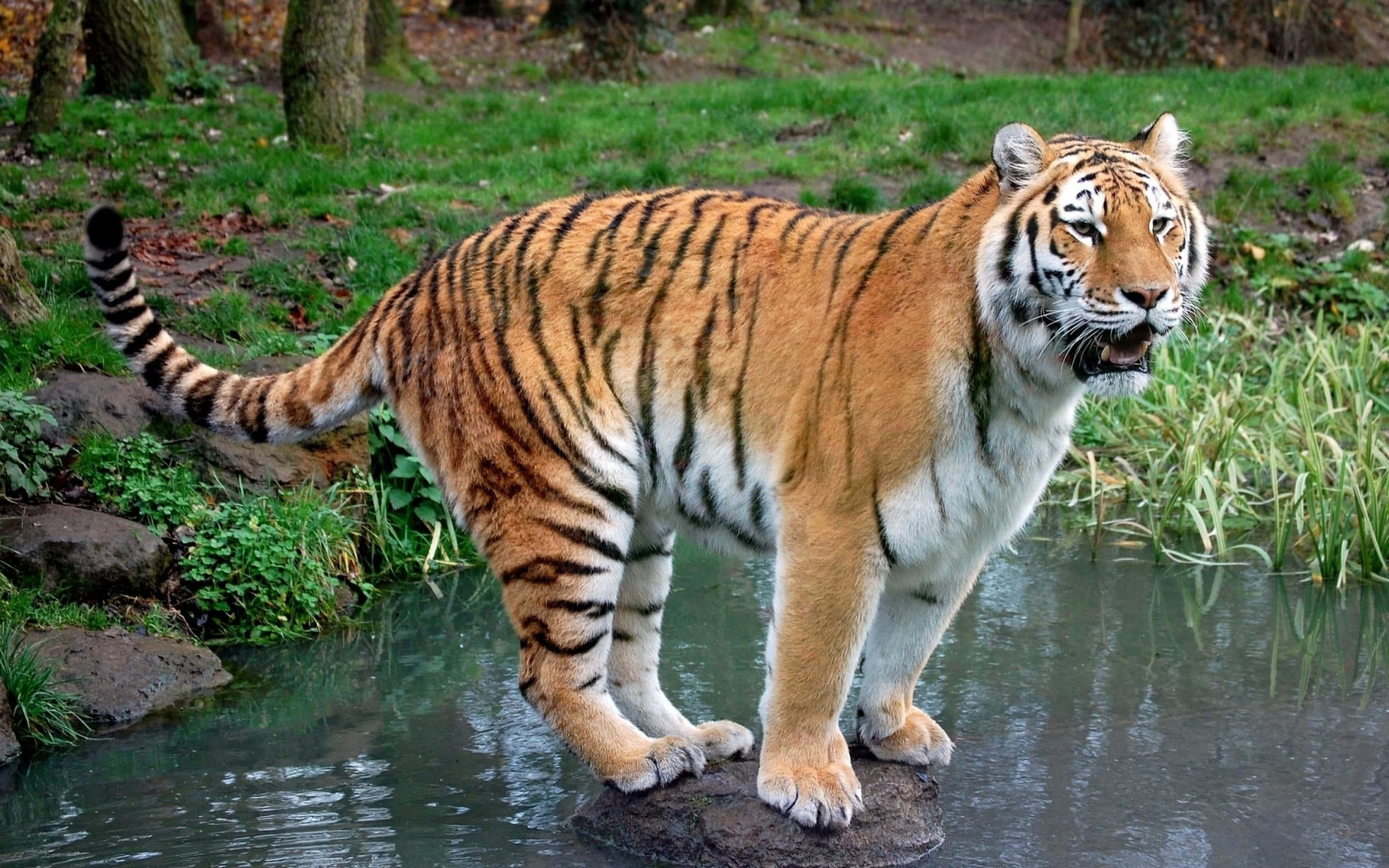 Indian Tiger, lake, rock, 2K Desktop Wallpaper