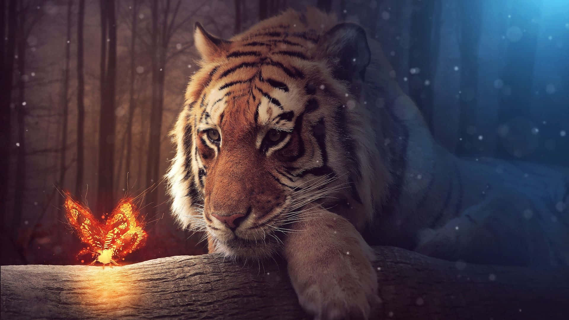 Indian Tiger, butterfly, snowy forest, Full HD Desktop Wallpaper