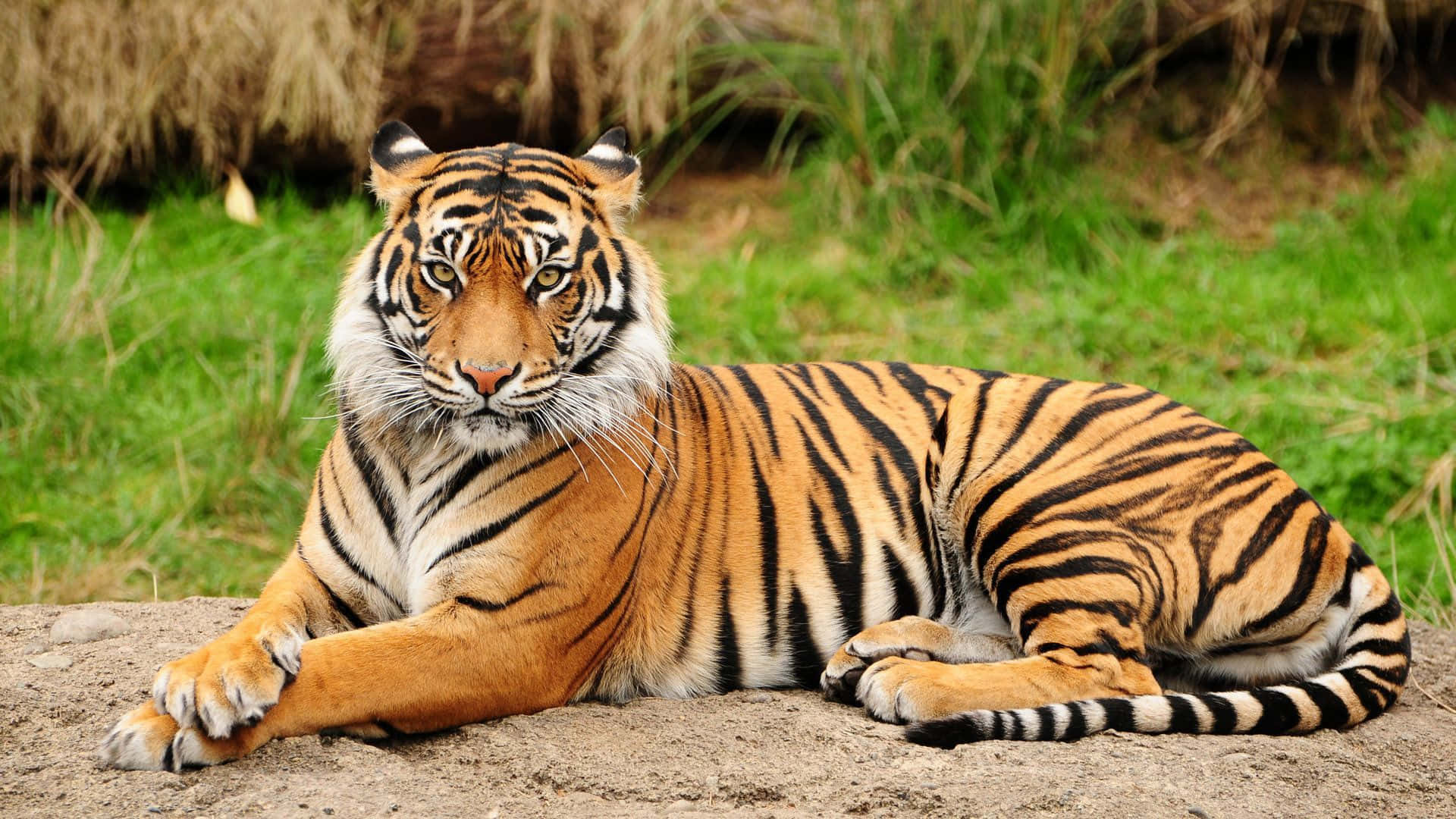 Indian Tiger, orange stripes, sandy ground, Full HD Desktop Wallpaper