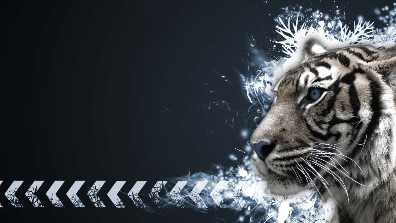 Indian Tiger, white tiger, piercing blue eyes, HD Desktop Wallpaper