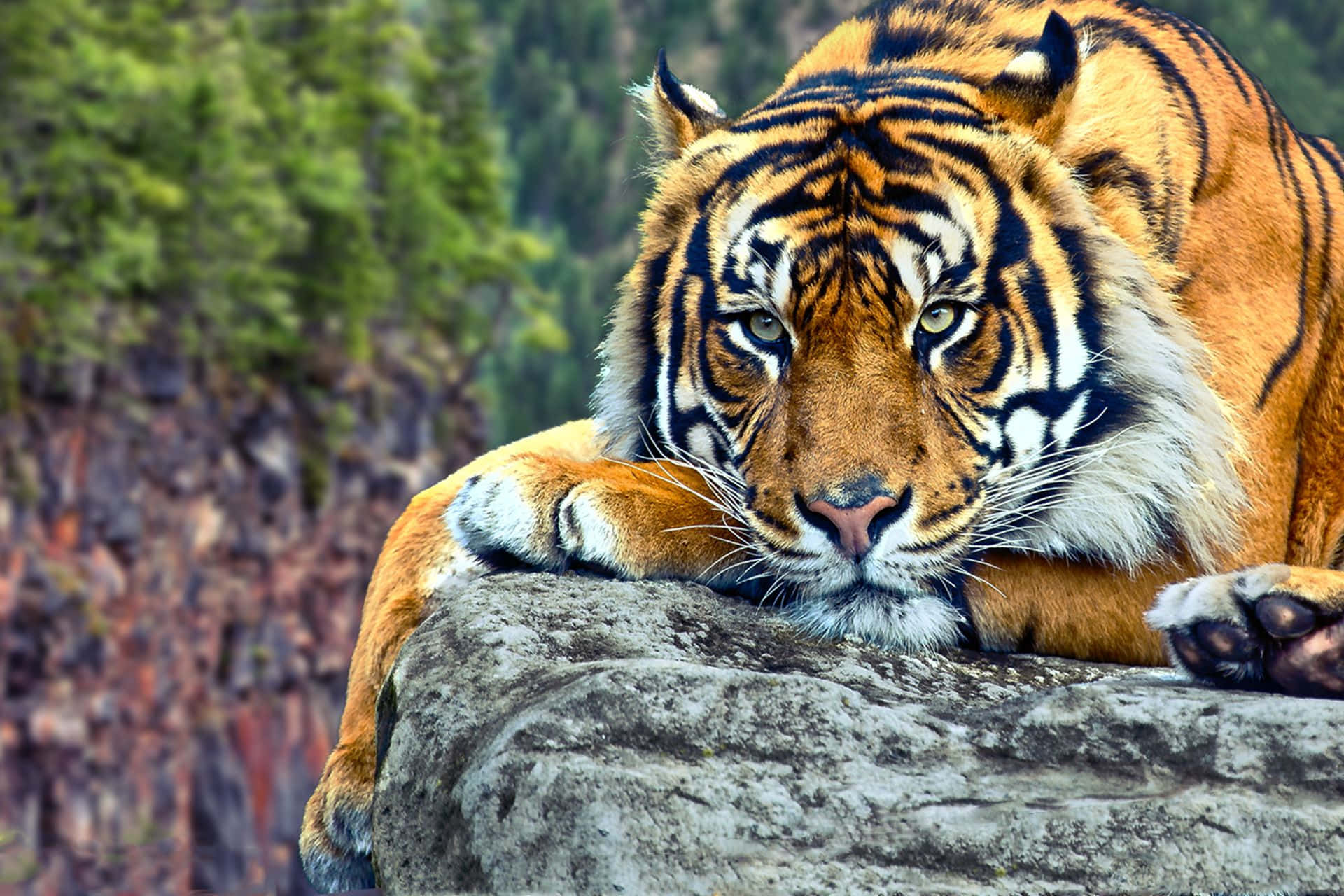 Indian Tiger, cliff, rocky ledge, Full HD Desktop Wallpaper