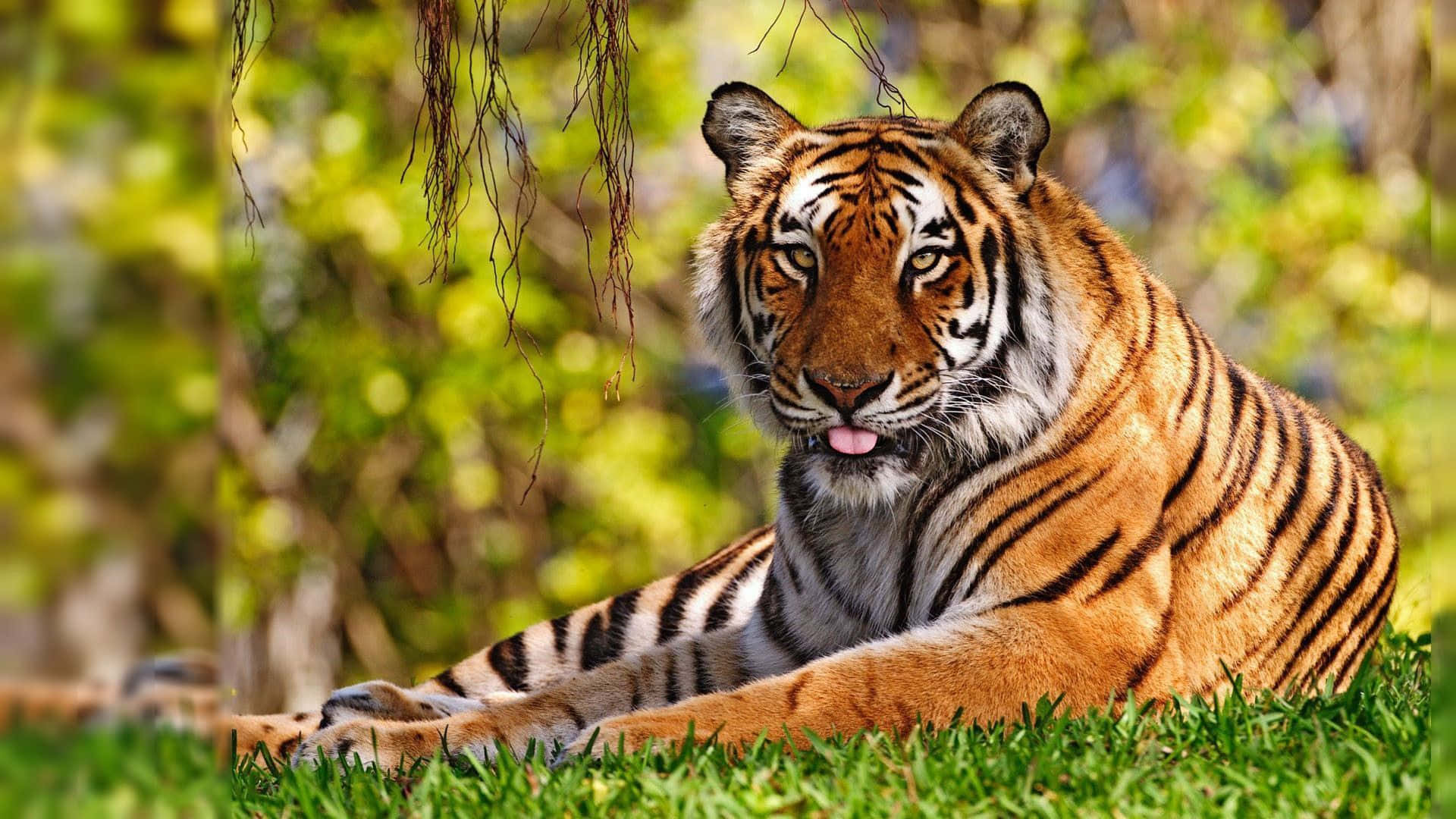 Indian Tiger, vibrant green grass, hanging tree roots, Full HD Desktop Wallpaper