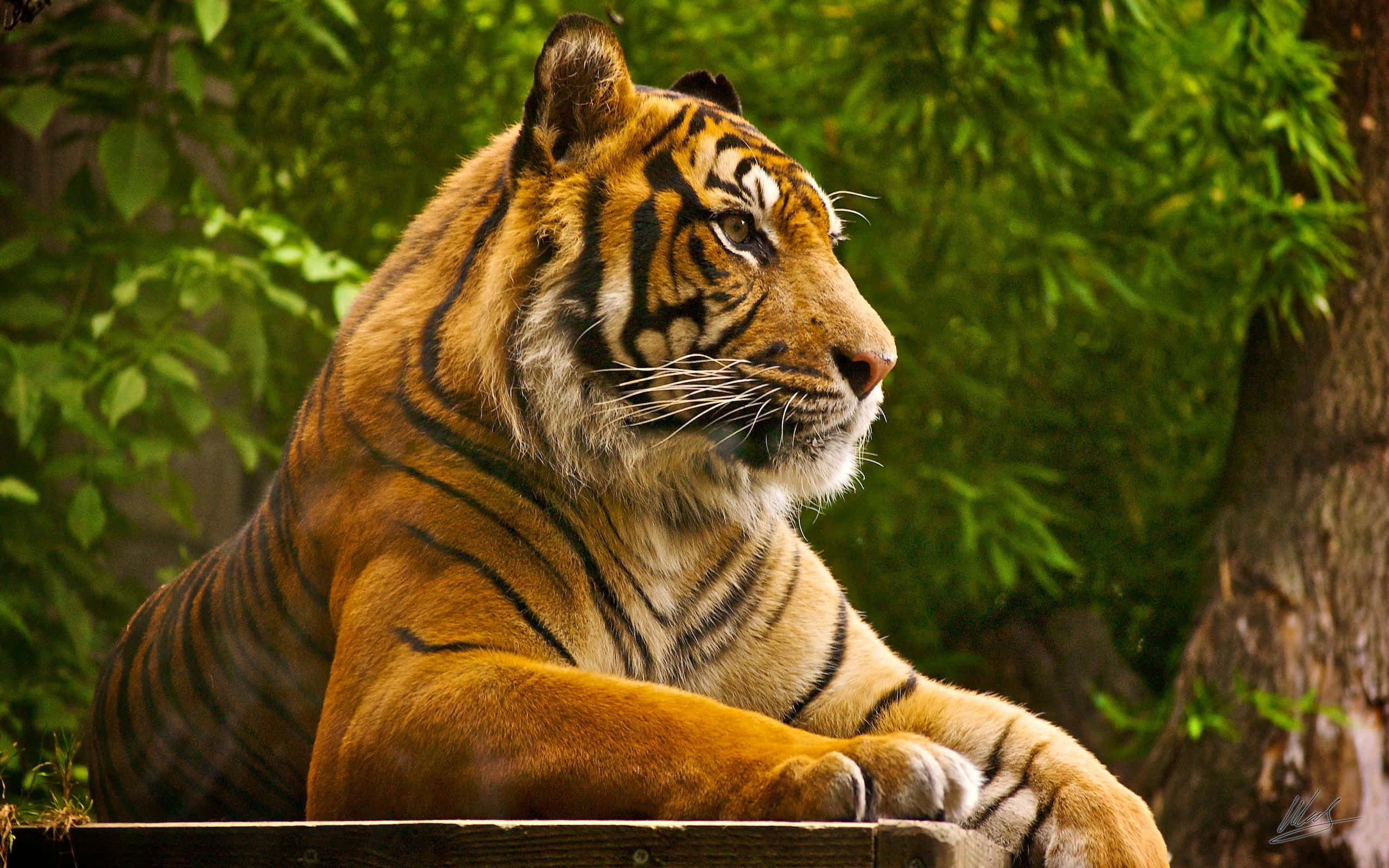 Indian Tiger, orange fur, black stripes, 2K Desktop Wallpaper