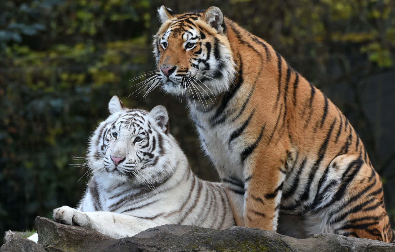 Indian Tiger, orange tiger, white tiger, HD Desktop Wallpaper
