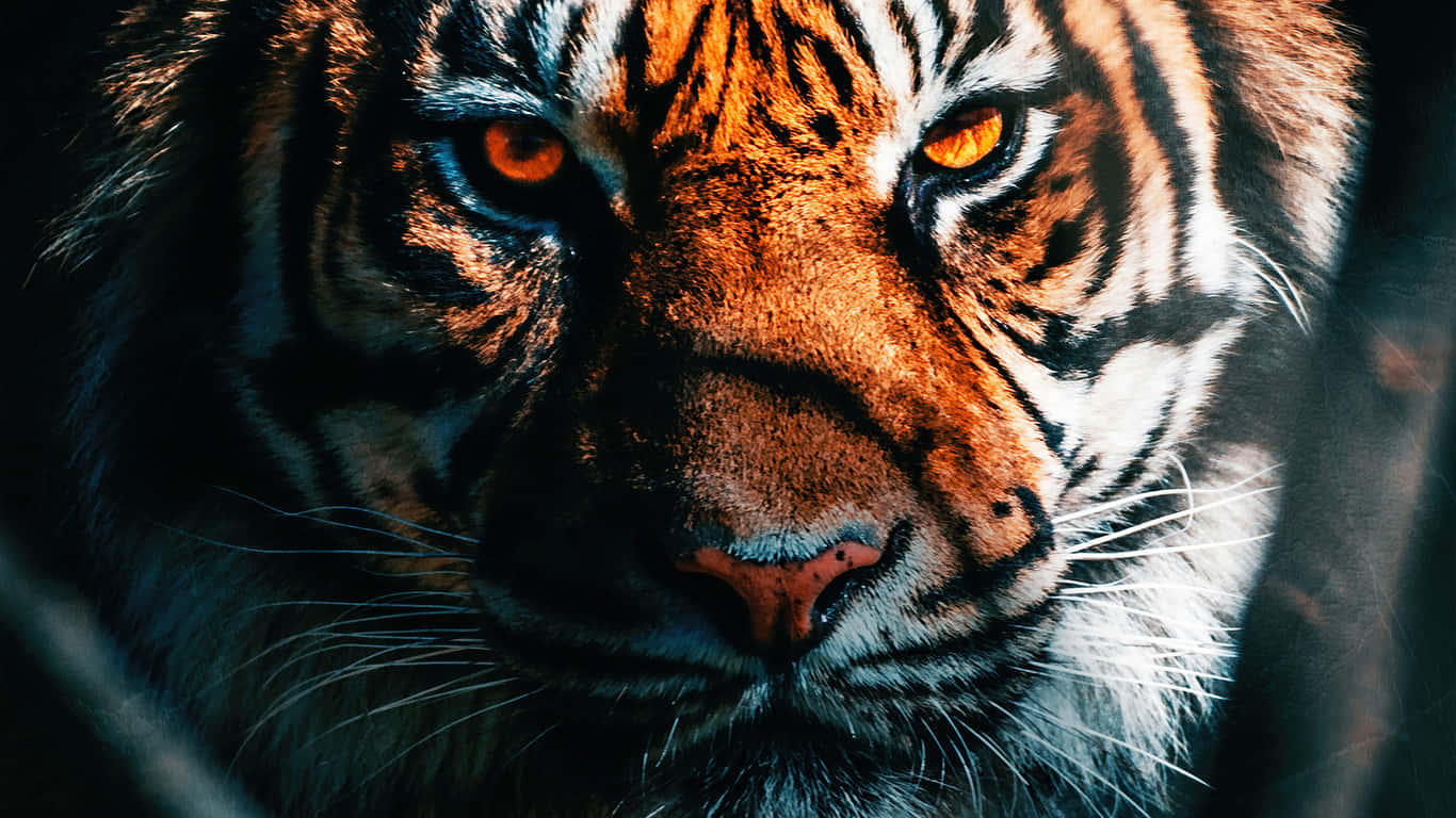Indian Tiger, glowing orange eyes, sharp stripes, HD Desktop Wallpaper