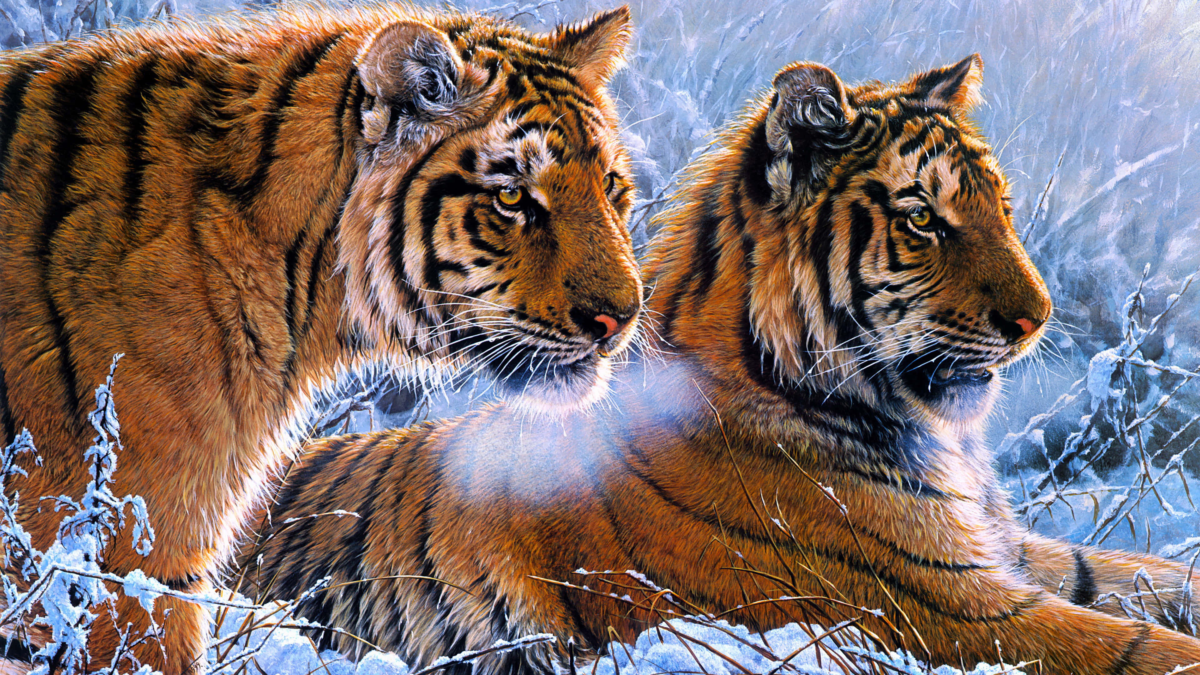 Indian Tiger, snowy winter forest, frost-covered branches, 4K Desktop Wallpaper