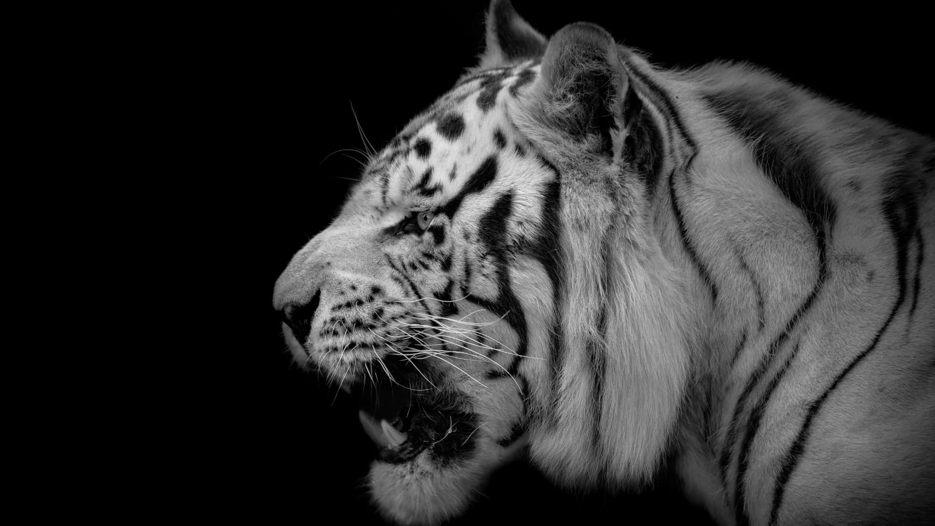 Indian Tiger, black and white, white tiger, Full HD Desktop Wallpaper