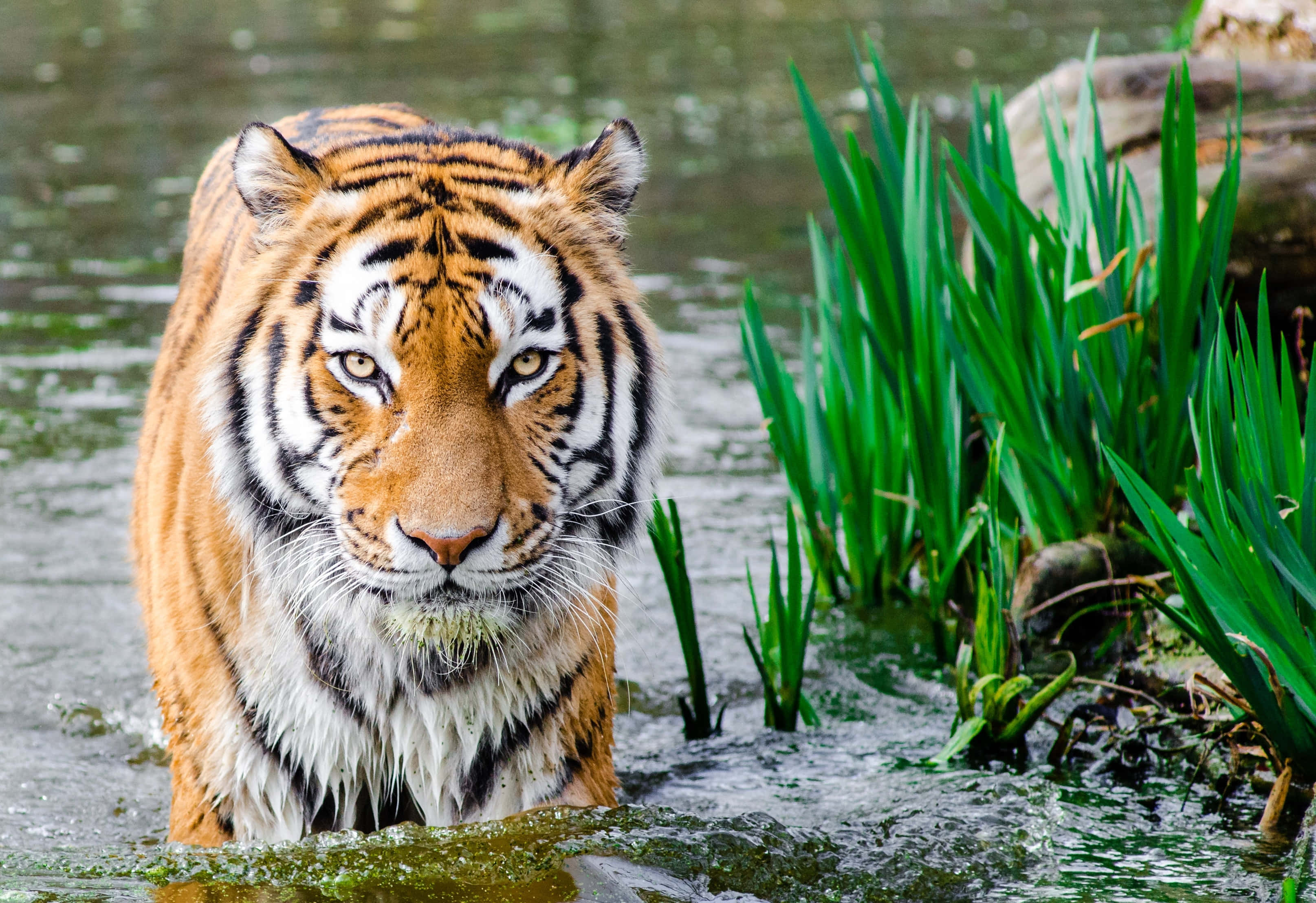 Indian Tiger, lake, orange stripes, 2K Desktop Wallpaper