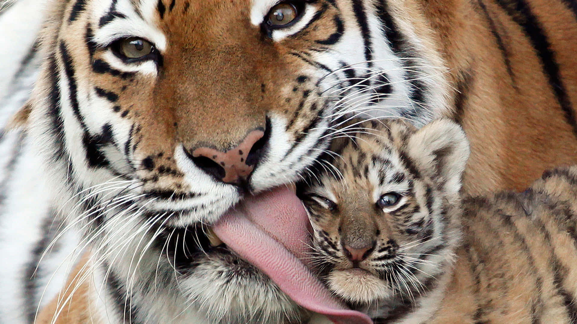 Indian Tiger, mother tiger, tiny striped cub, Full HD Desktop Wallpaper
