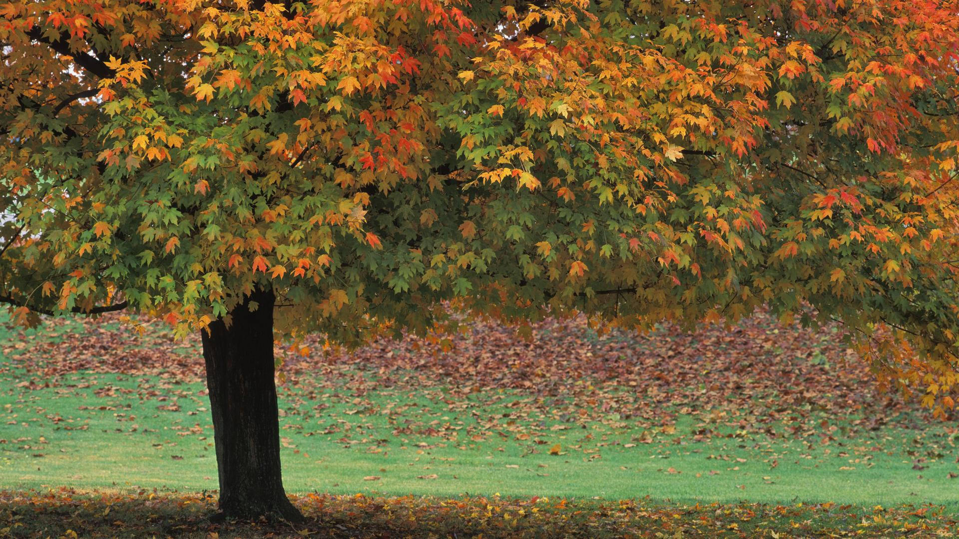 Indiana, autumn trees, maple tree, Full HD Desktop Wallpaper
