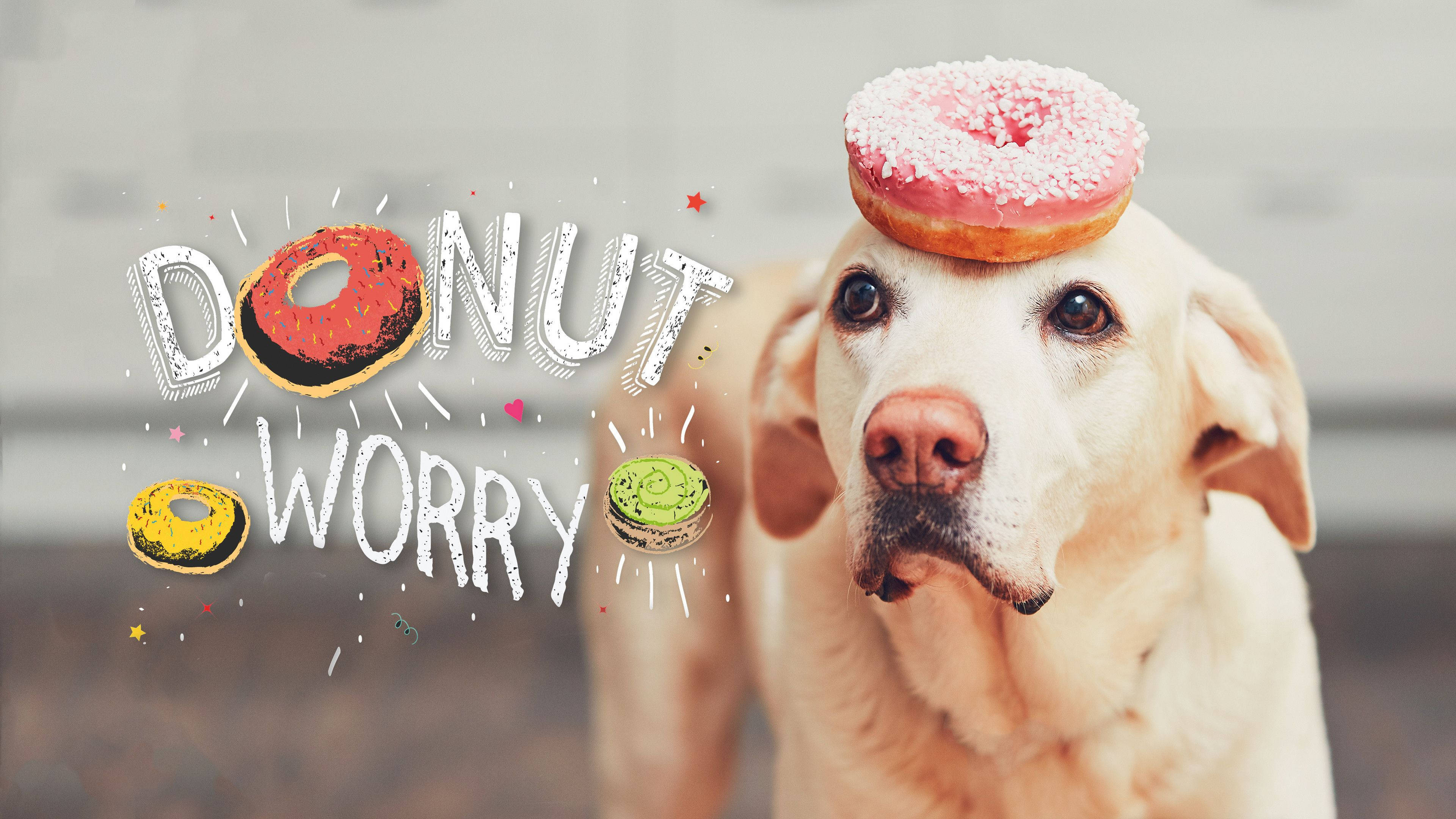 yellow labrador retriever, pink frosted donut, DONUT WORRY, 4K Desktop Wallpaper