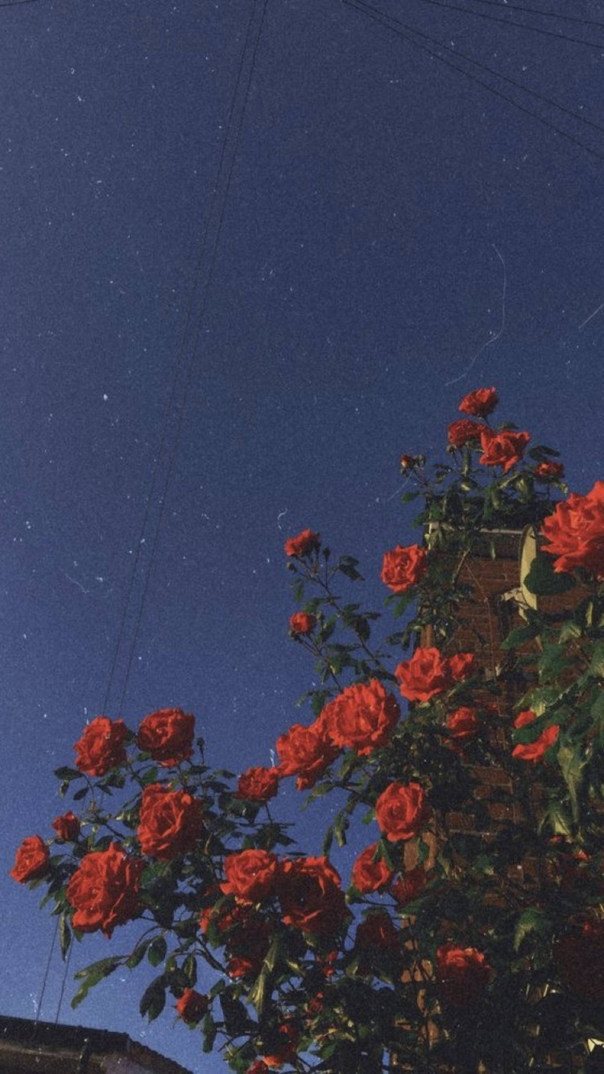 vintage roses, grainy aesthetic, starry night sky, Full HD Phone Wallpaper
