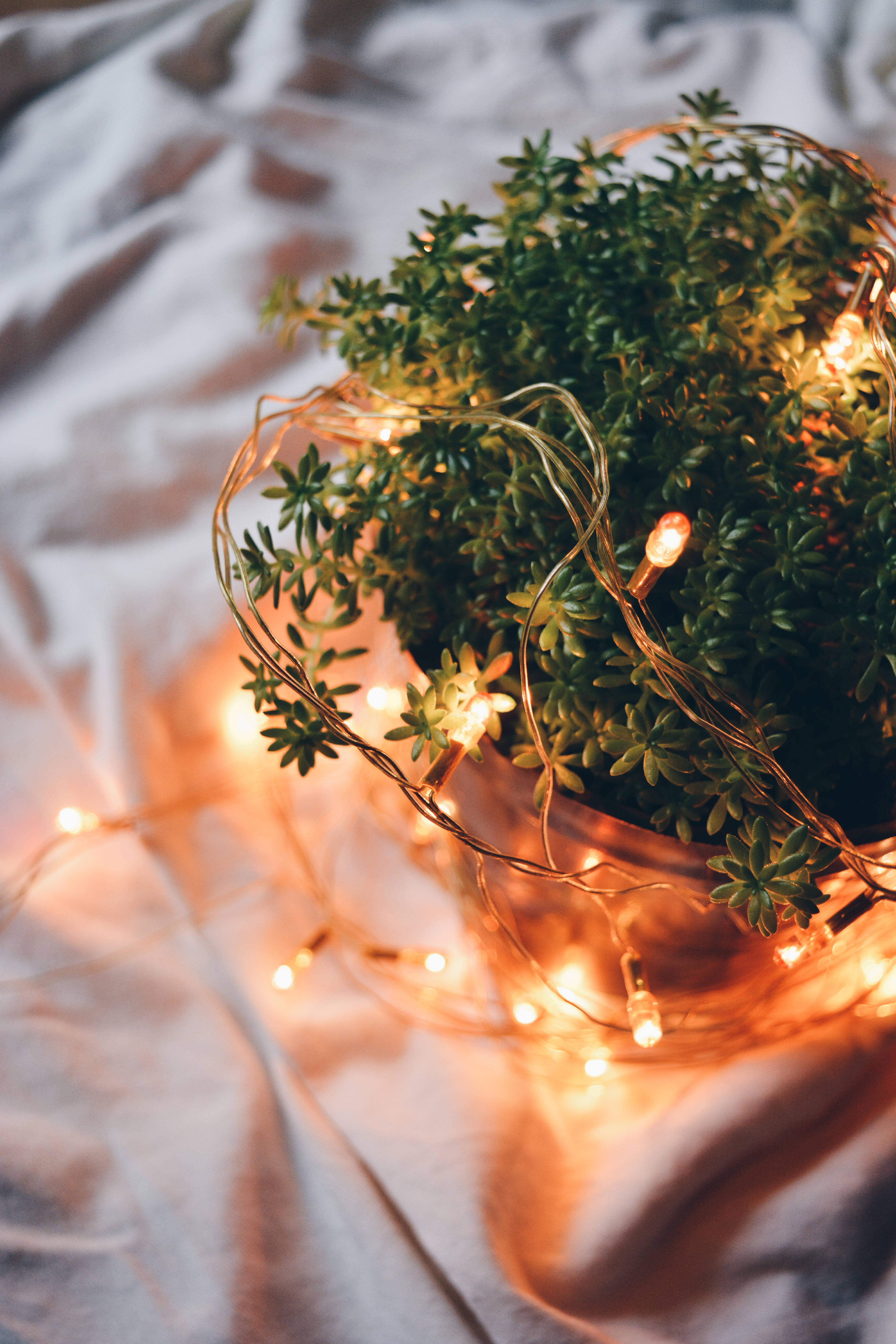 Aesthetic String Light, succulent plant, glowing warm fairy lights, 5K Phone Wallpaper