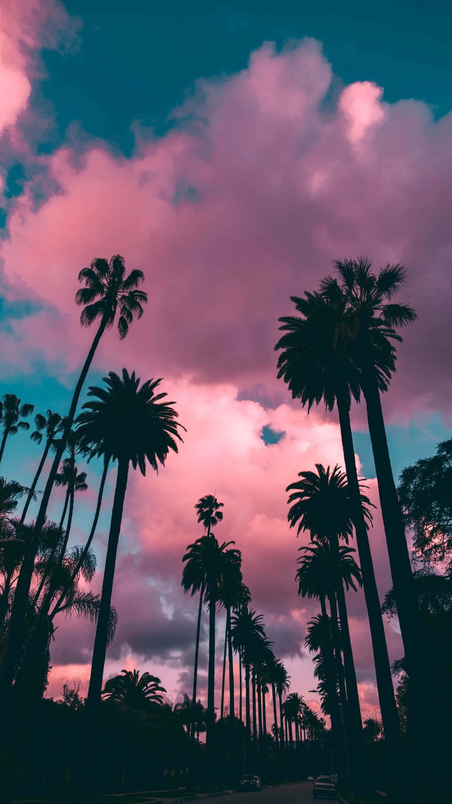 Indie iPhone, palm trees, twilight, 2K Phone Wallpaper