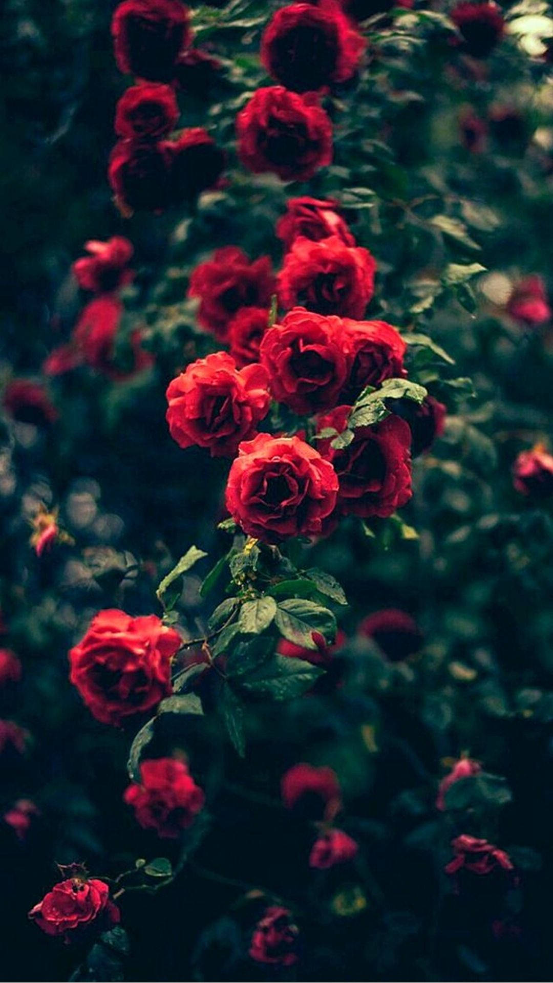 red rose bush, green leaves, dark green blurred foliage, Full HD Phone Wallpaper