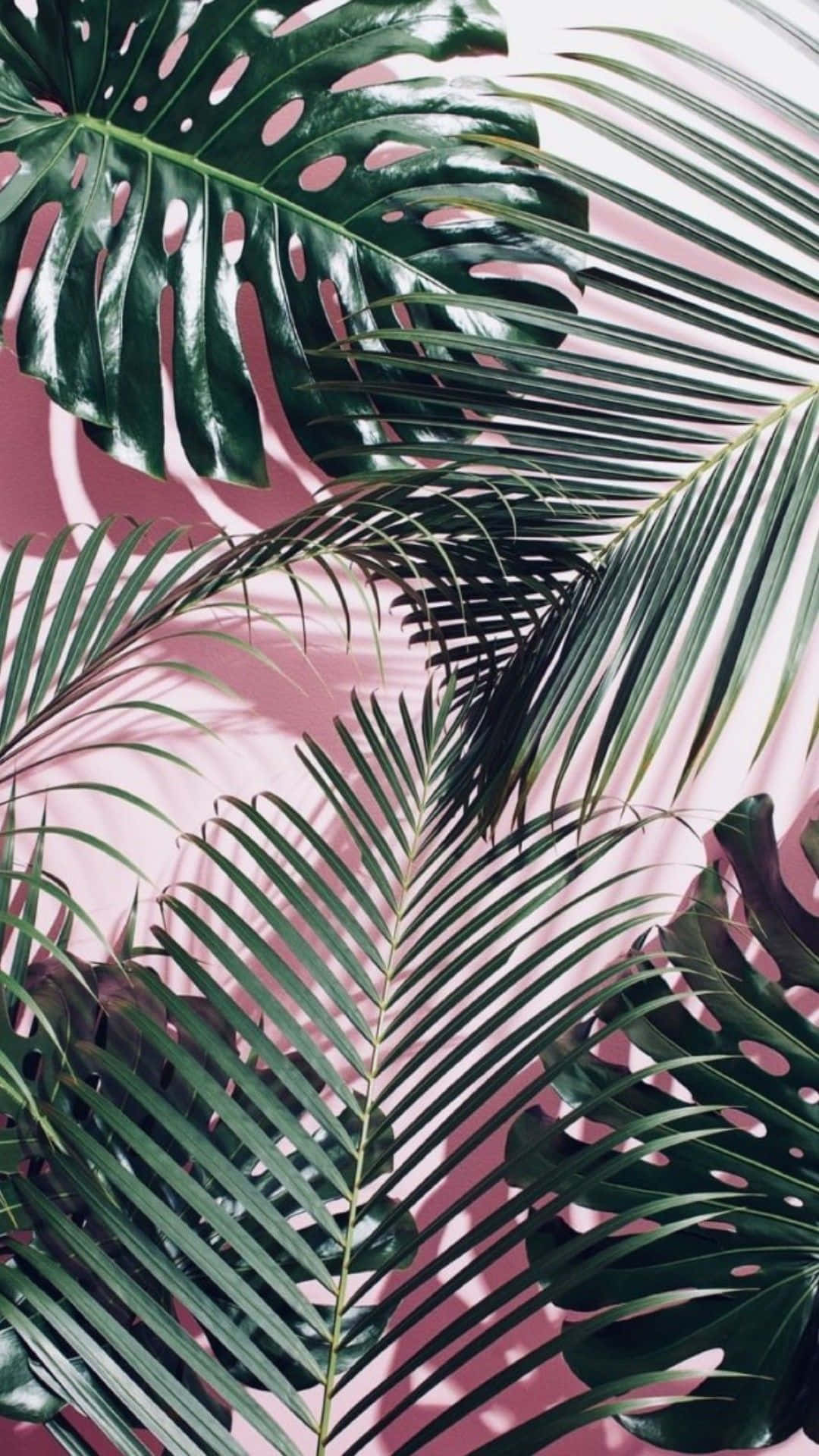 Indie, iPhone, vibrant green monstera, Full HD Phone Wallpaper