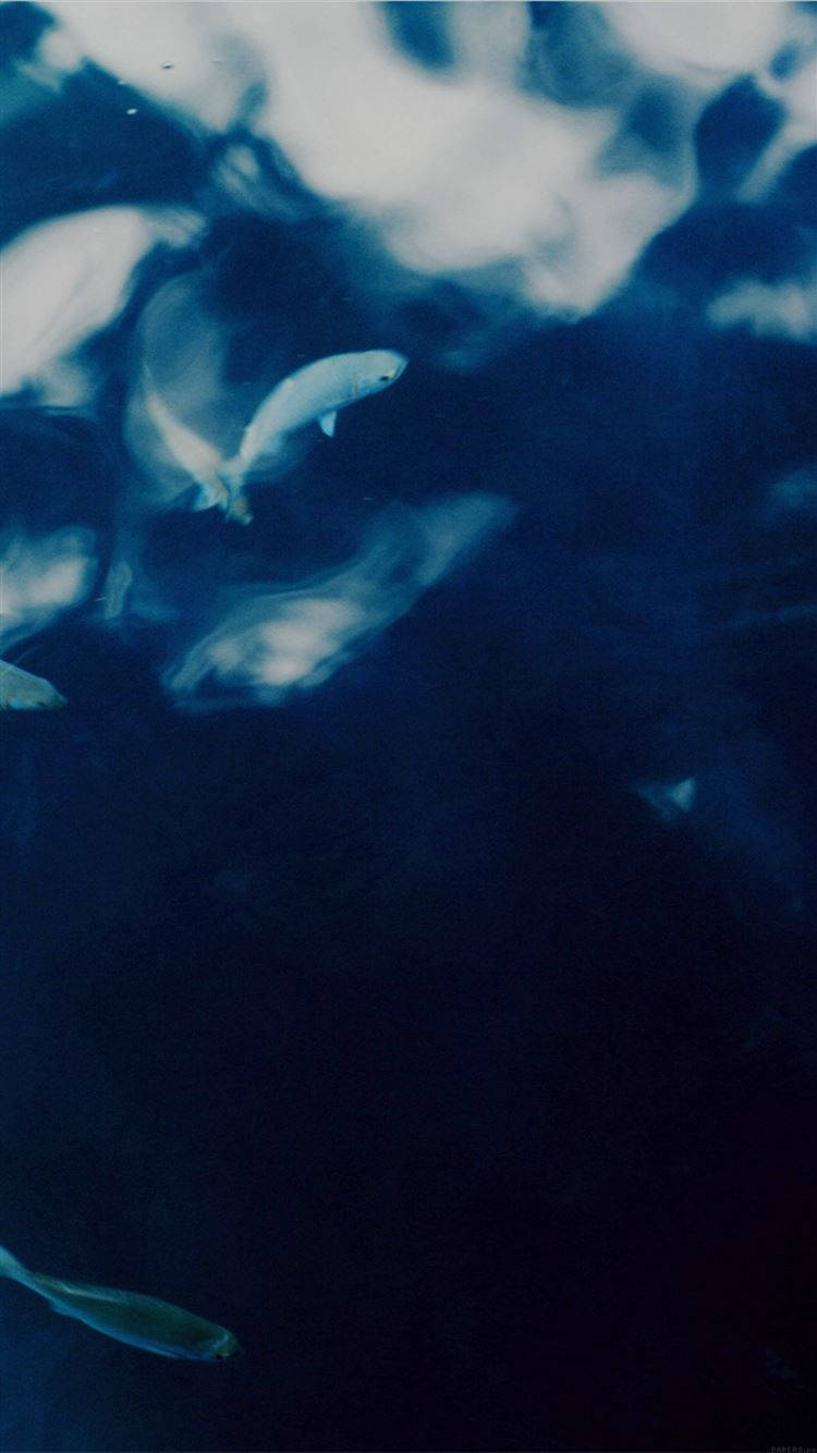 indigo aesthetic, silvery fish, deep blue water, HD Phone Wallpaper
