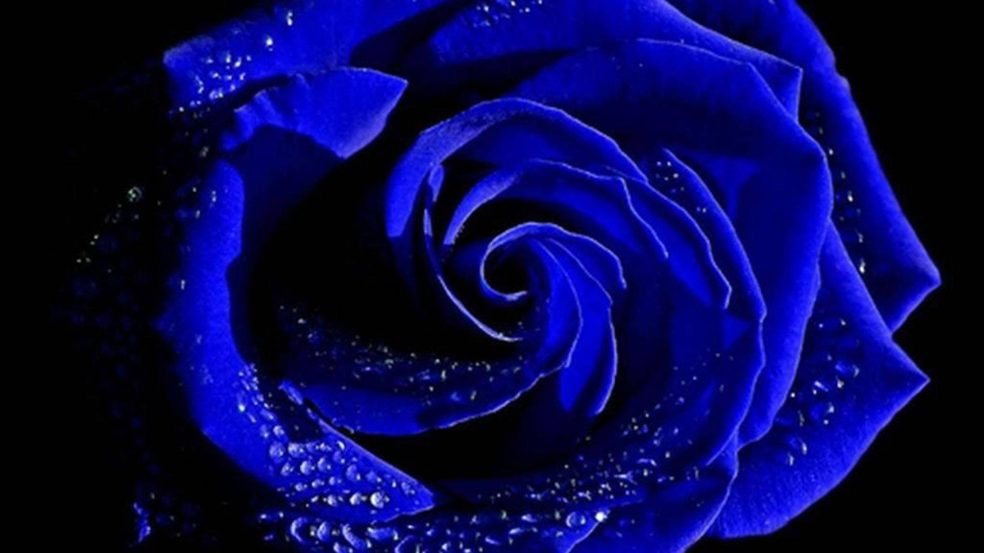 Indigo Aesthetic, deep blue rose, glistening water droplets, Full HD Desktop Wallpaper