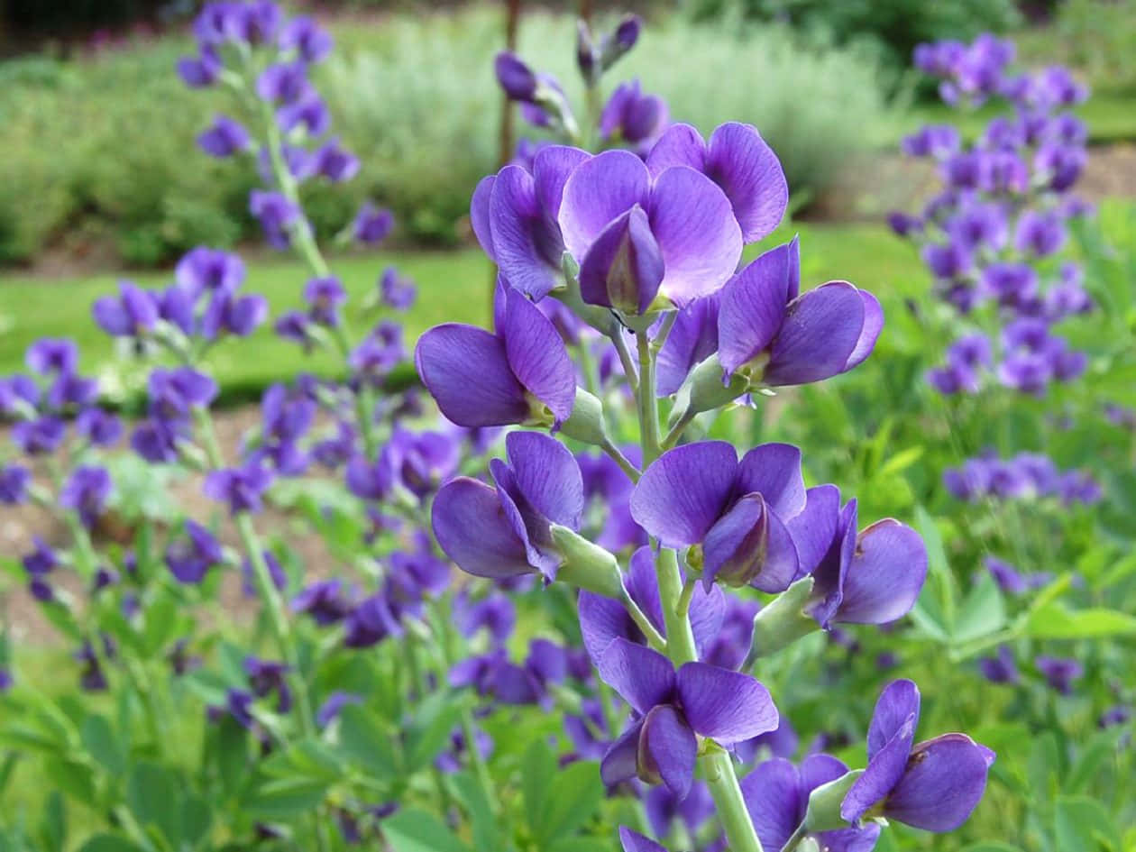 Indigo Blue, vibrant purple lupine flowers, lush green foliage, SD Desktop Wallpaper