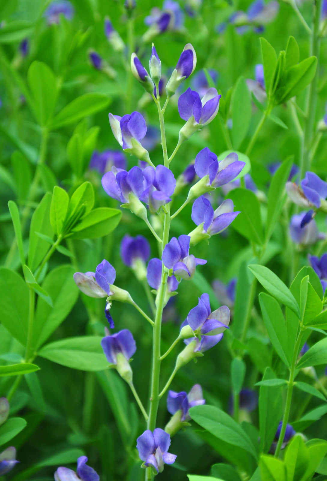 Indigo Blue, 1089 x 1600, vibrant purple wildflowers, HD Phone Wallpaper
