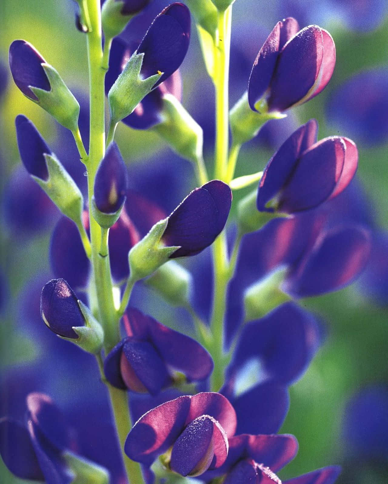 Indigo Blue, vibrant purple lupine flowers, dewdrops, HD Phone Wallpaper