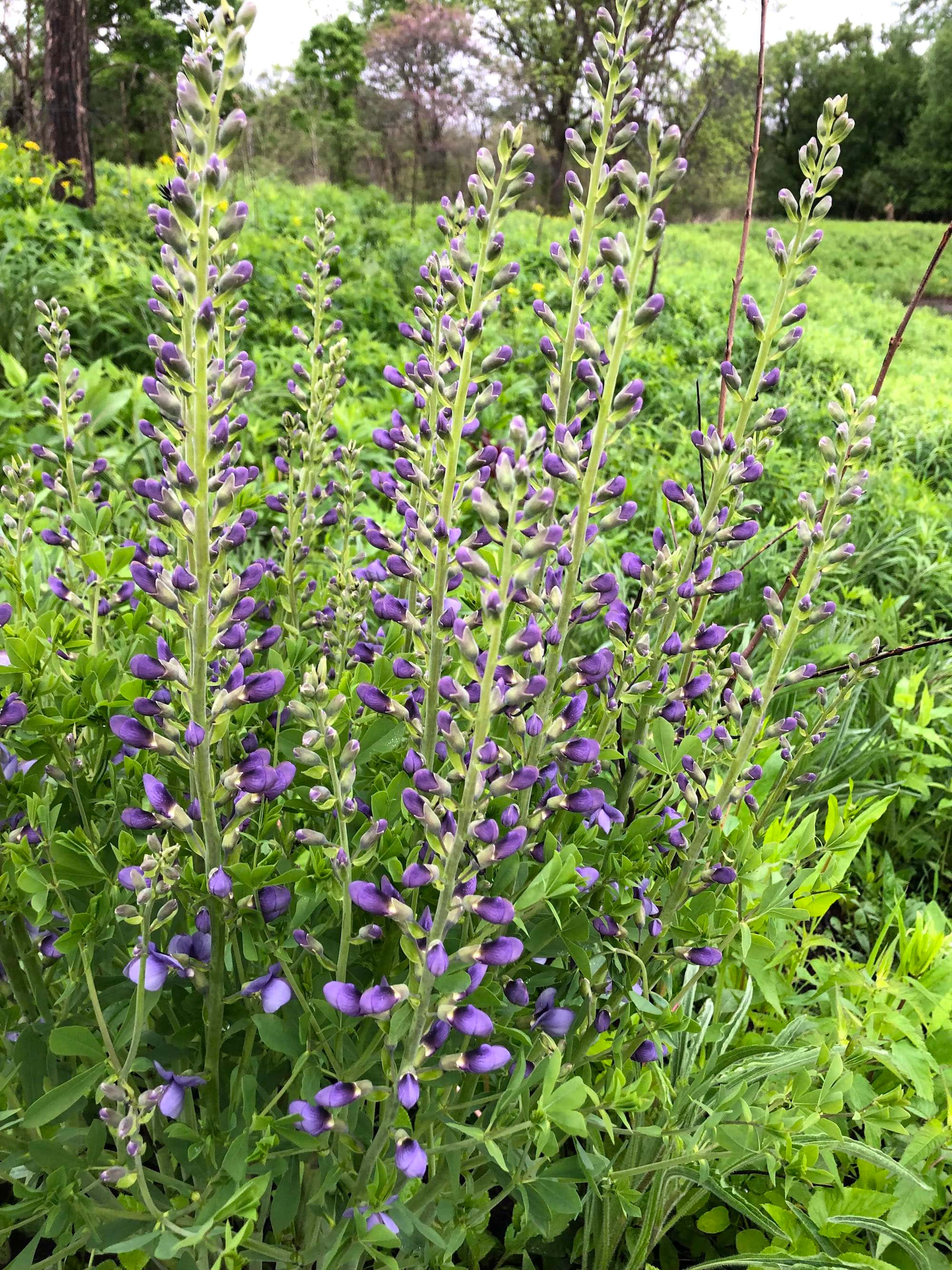Indigo Blue, night sky, purple lupine flowers, 2K Phone Wallpaper
