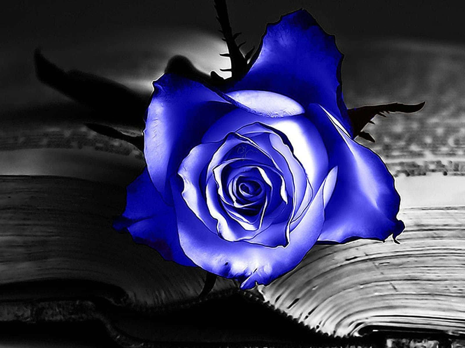 Dark Blue Rose Abstract, vivid blue rose, glowing highlights, HD Desktop Wallpaper