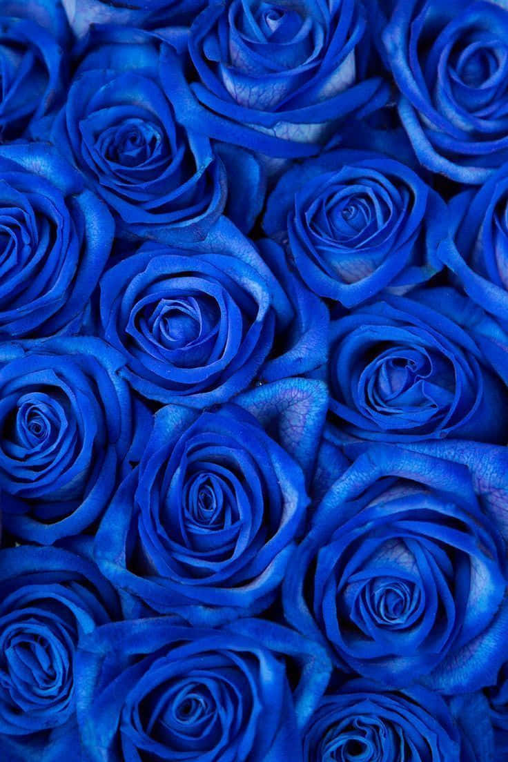 Dark Blue Rose, vivid blue roses, intricate petal layers, SD Phone Wallpaper