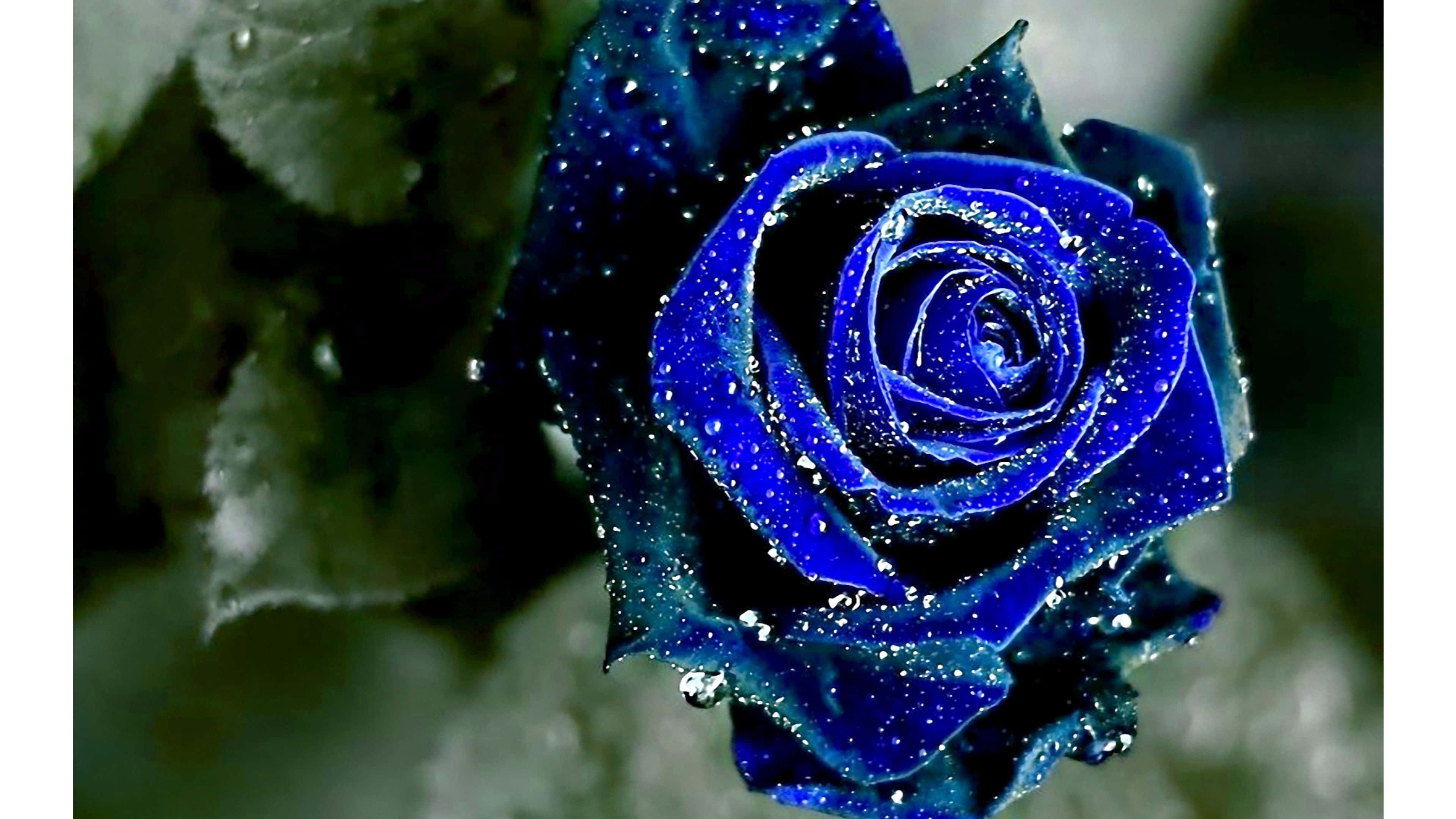 Dark Blue Rose, deep blue rose, dewdrops, 4K Desktop Wallpaper