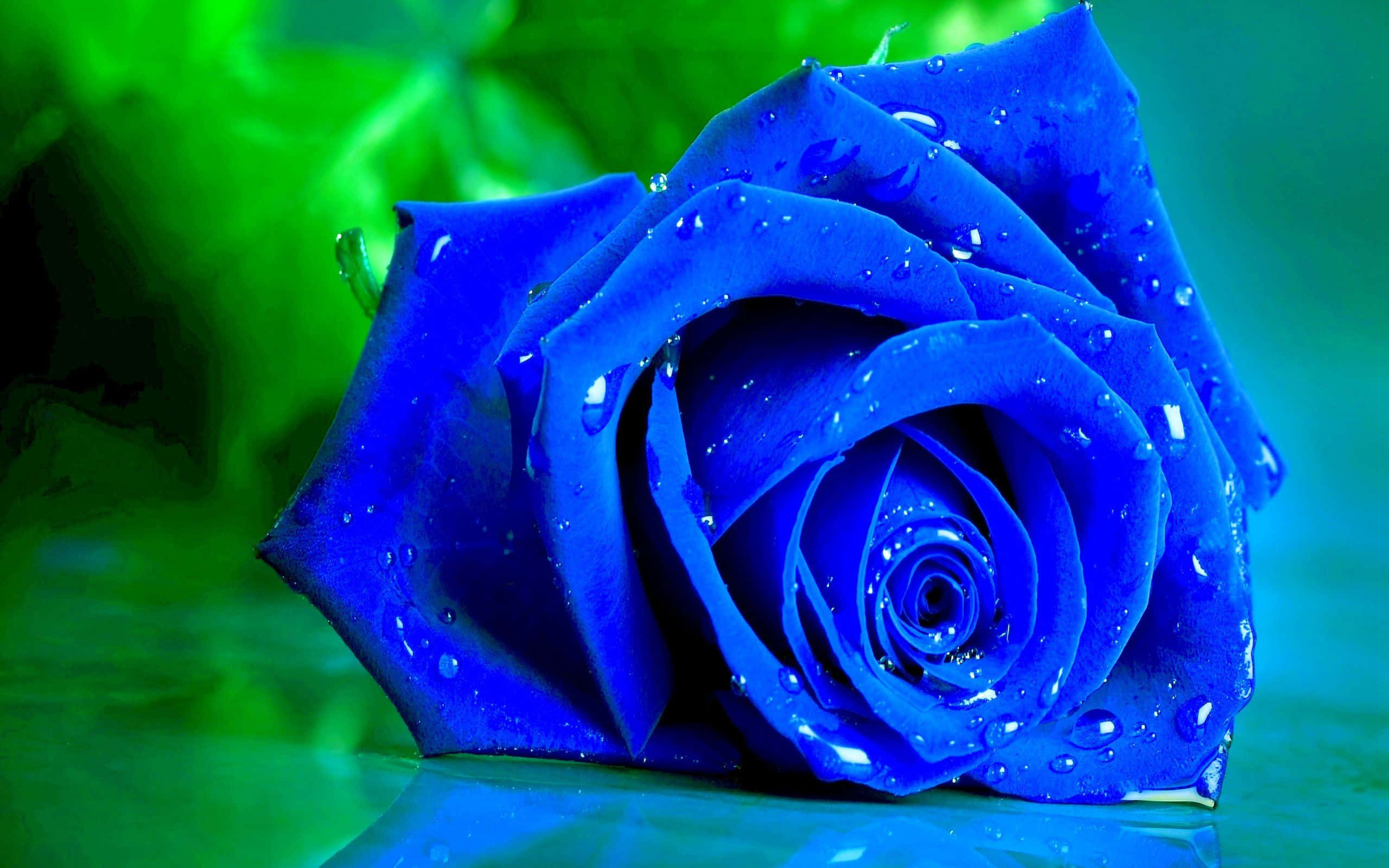 Dark Blue Rose, vivid blue, dewdrops, 2K Desktop Wallpaper
