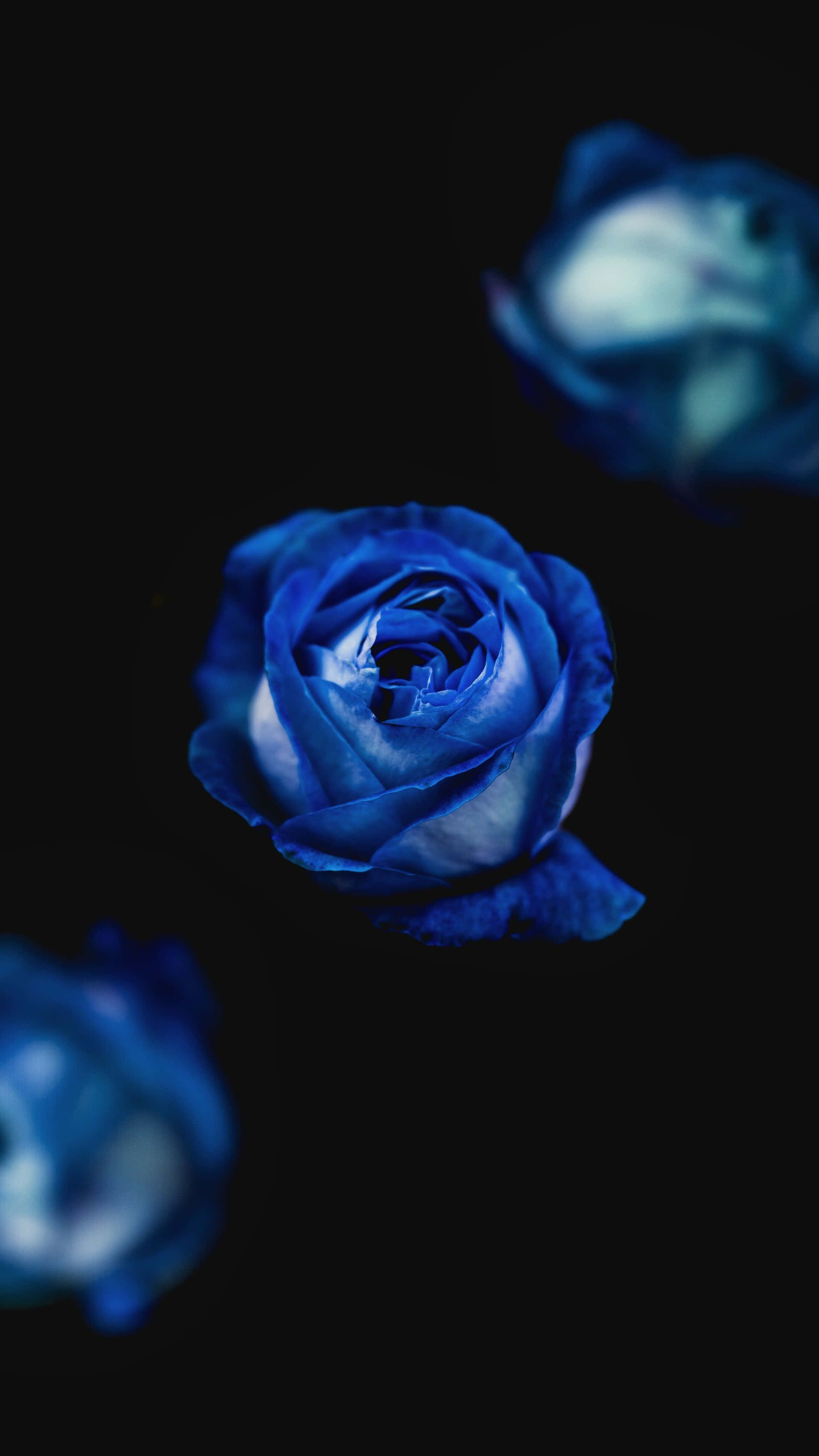 Dark Blue Rose Abstract, vivid blue rose, deep black background, 4K Phone Wallpaper