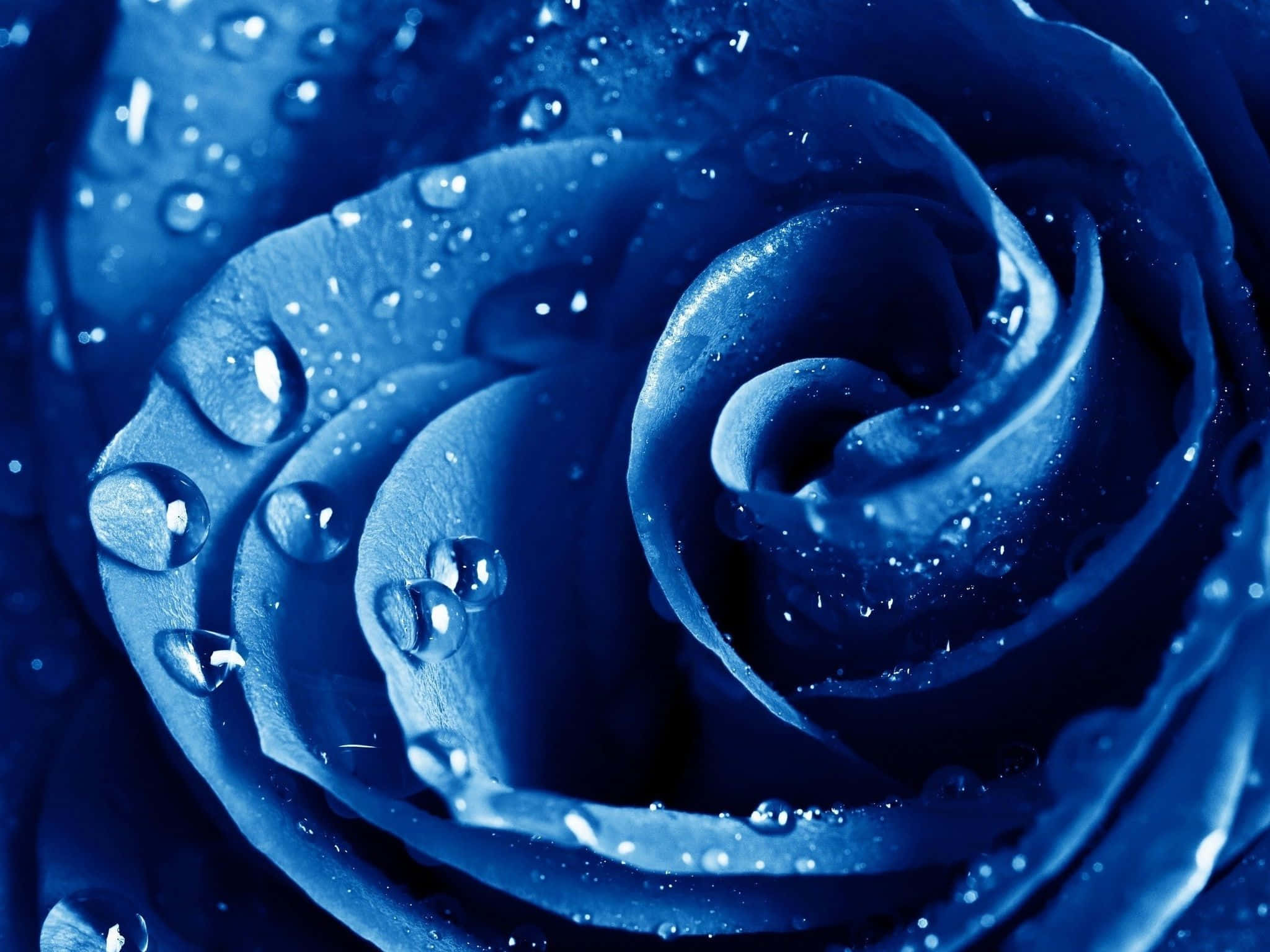 Dark Blue Rose, deep blue rose, glistening water droplets, Full HD Desktop Wallpaper