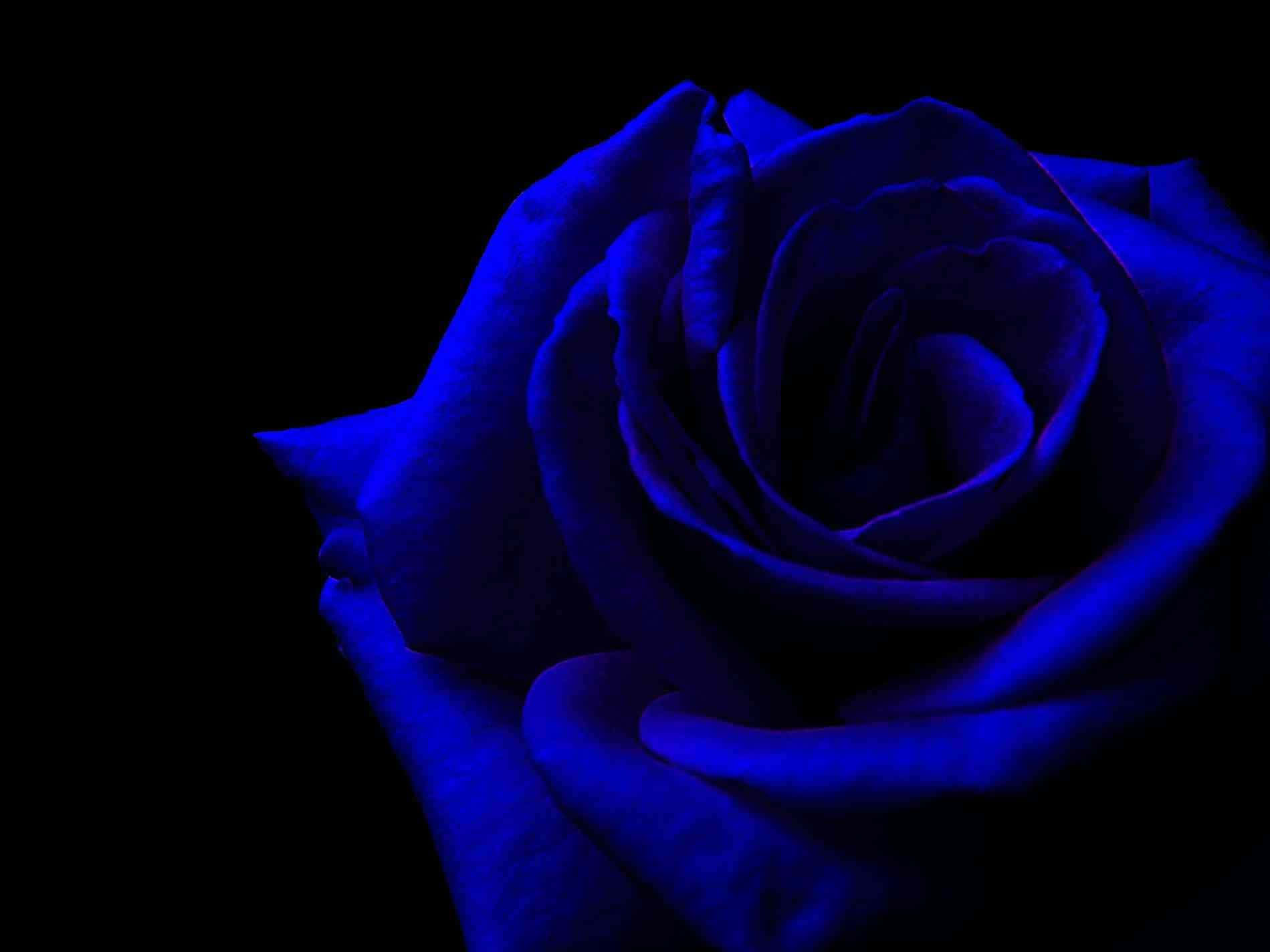 Dark Blue Rose Abstract, deep blue rose, pitch black background, HD Desktop Wallpaper