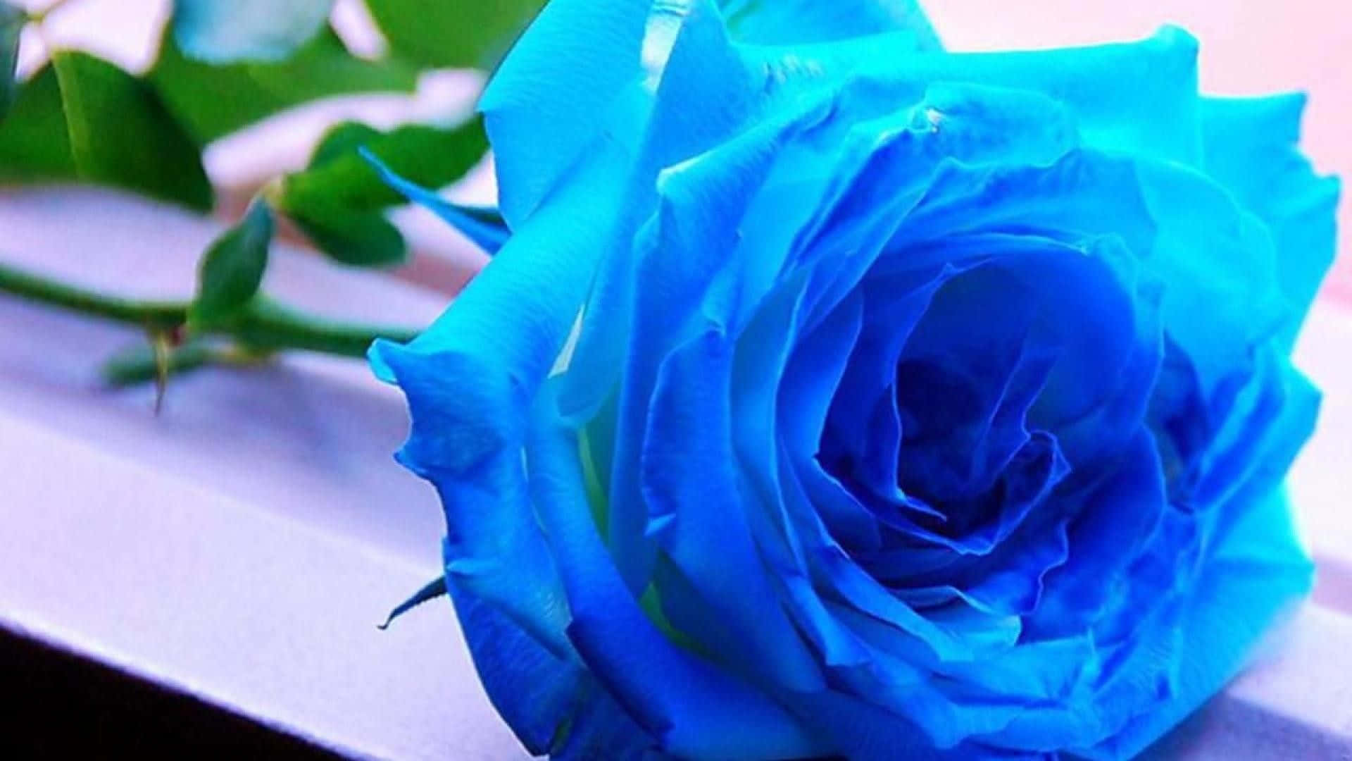 Dark Blue Rose Abstract, vivid blue rose, intricate petals, Full HD Desktop Wallpaper