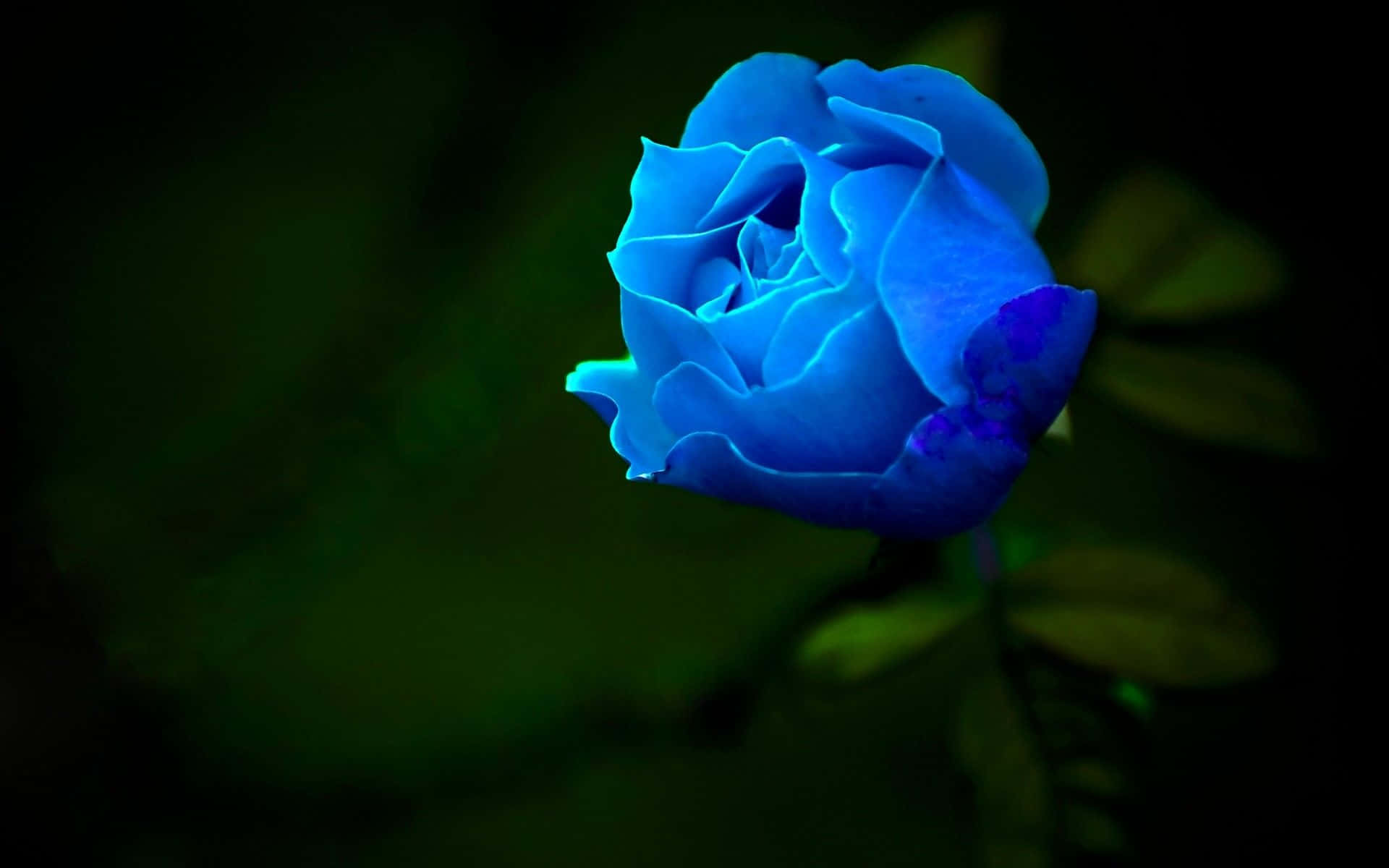 Dark Blue Rose Abstract, luminous blue rose, dark green blurred background, Full HD Desktop Wallpaper