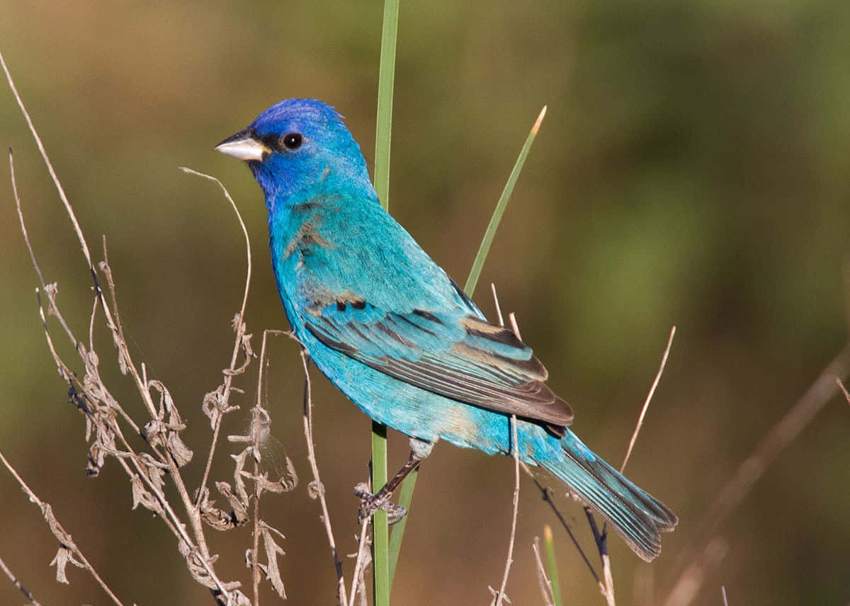 indigo blue, vibrant blue bird, dry grasses, SD Desktop Wallpaper