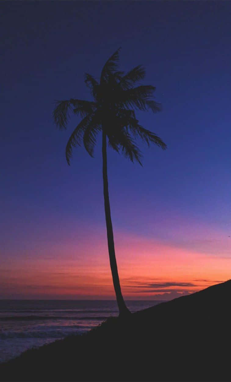 Indigo, Coconut Tropical Sunset, palm tree, SD Phone Wallpaper