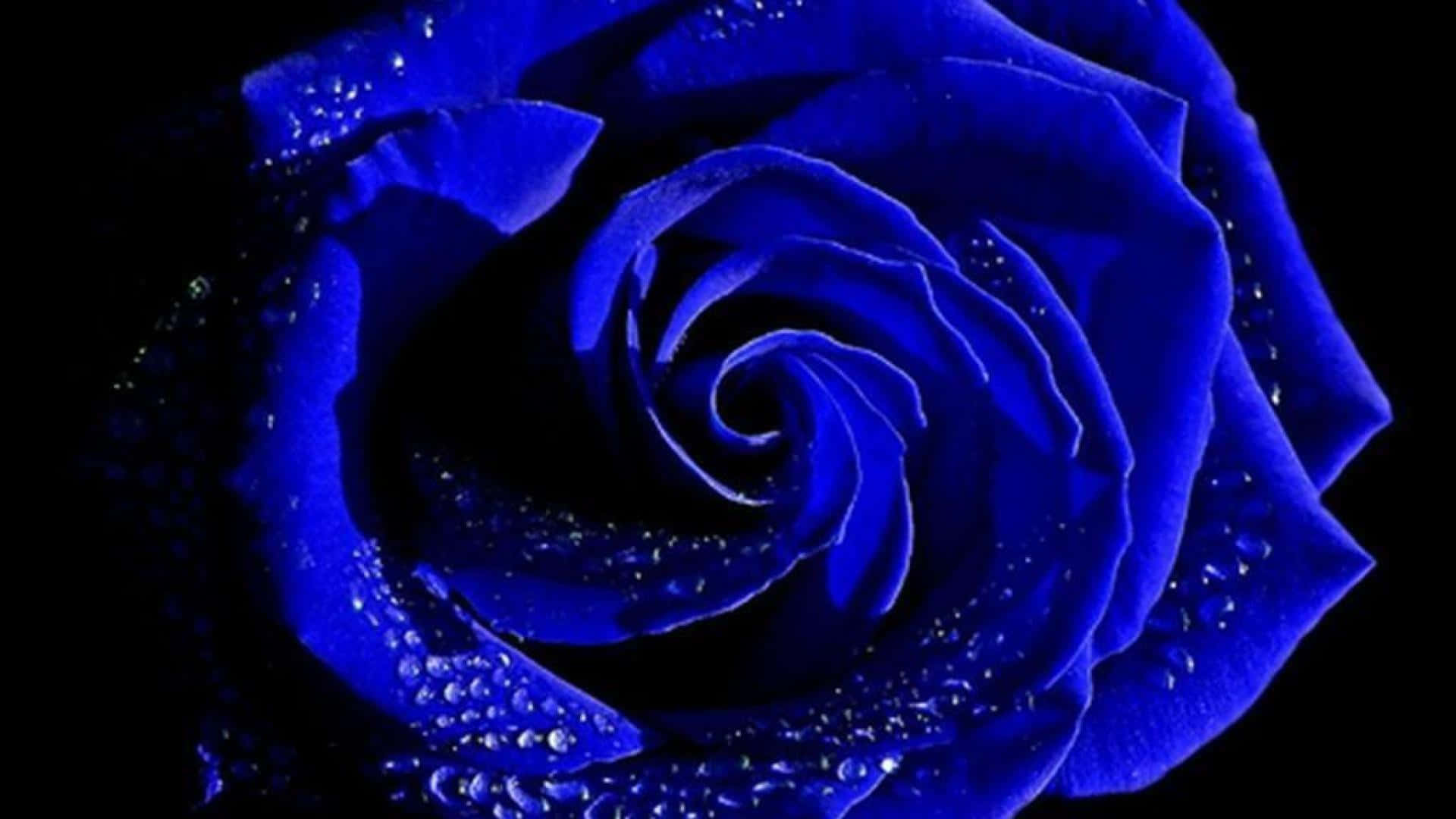 indigo, vivid blue rose, dewdrops, Full HD Desktop Wallpaper
