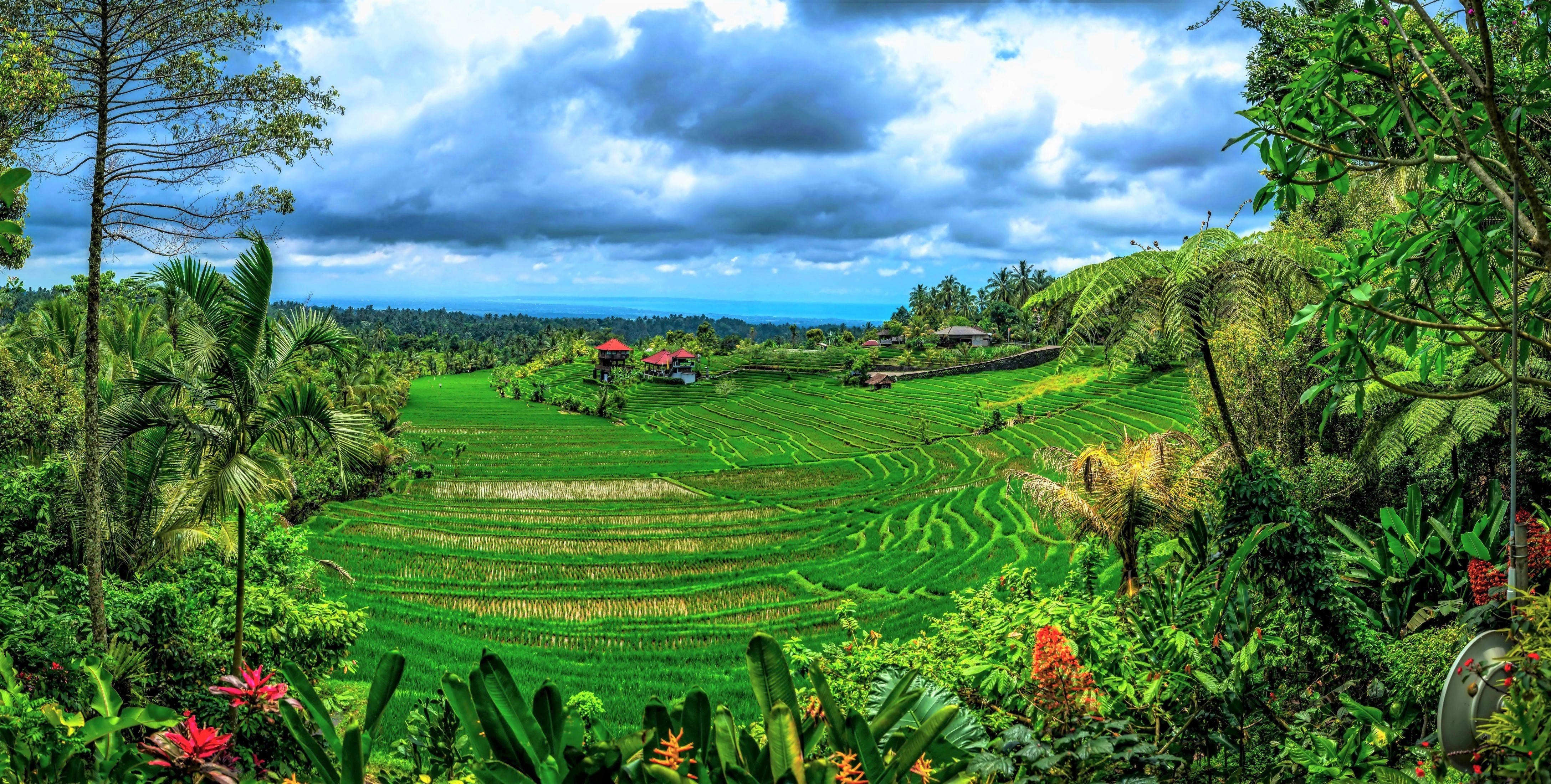 Indonesia, terraced rice fields, lush hills, 4K Desktop Wallpaper