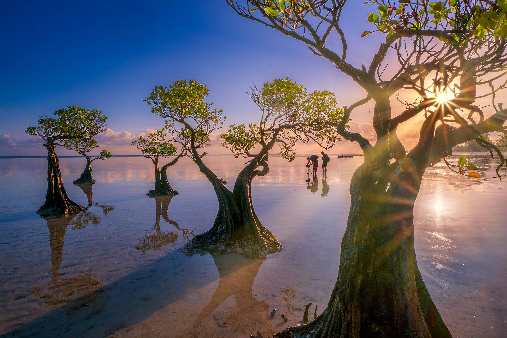 Indonesia, mangrove trees, Sunset, Full HD Desktop Wallpaper