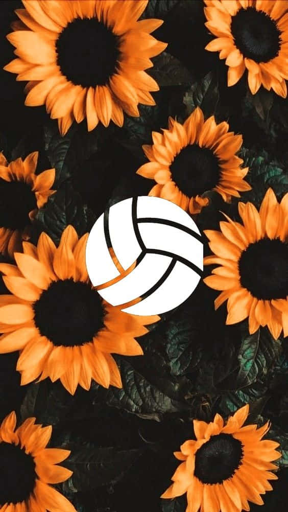 white volleyball, vibrant orange sunflowers, dark green leaves, SD Phone Wallpaper