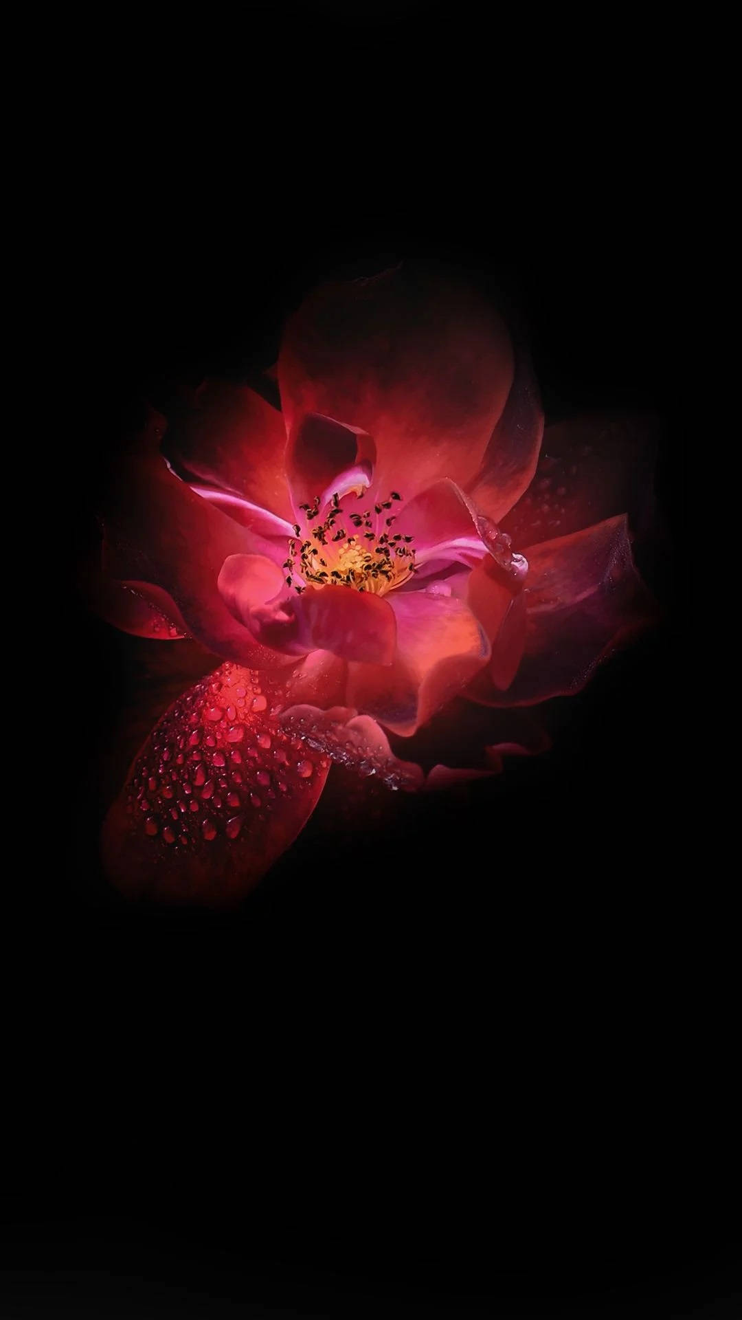 Infinix, dark red, lotus flower, Full HD Phone Wallpaper