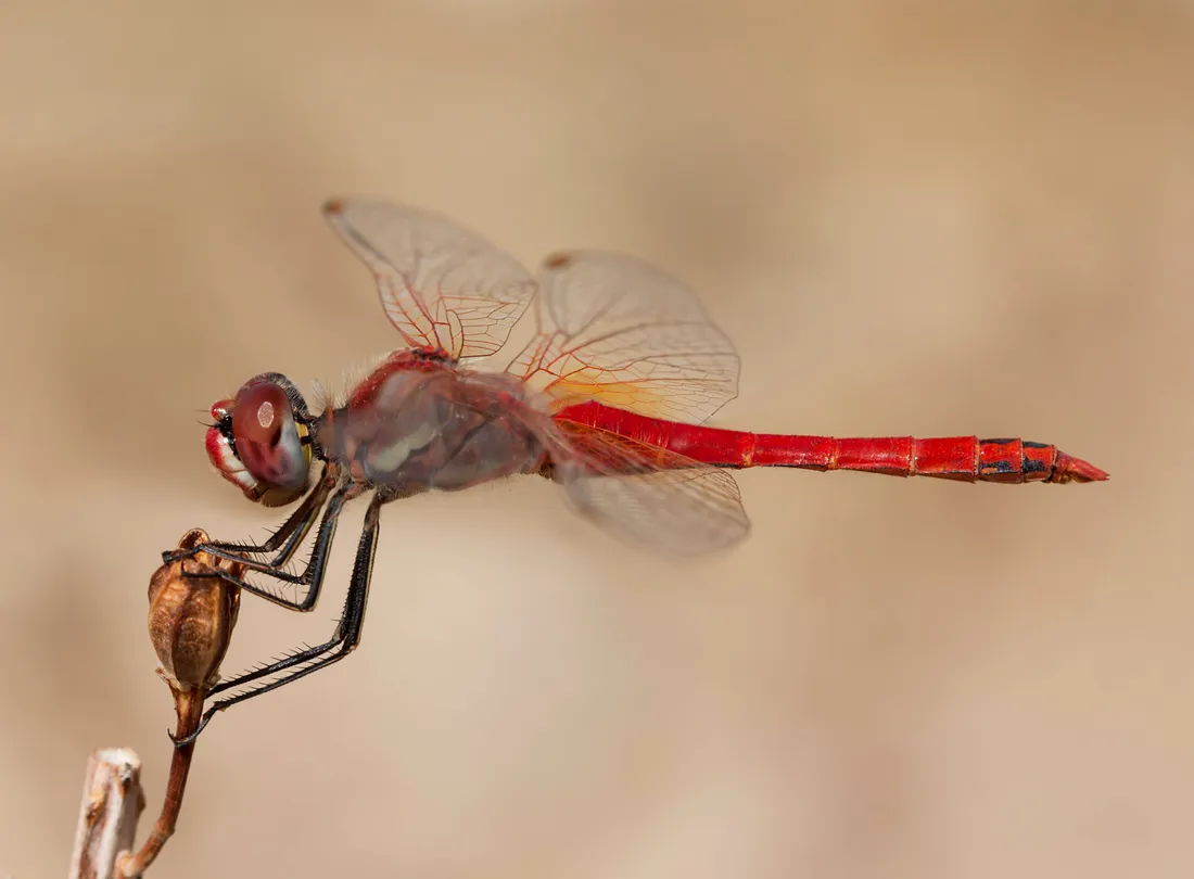 Insect