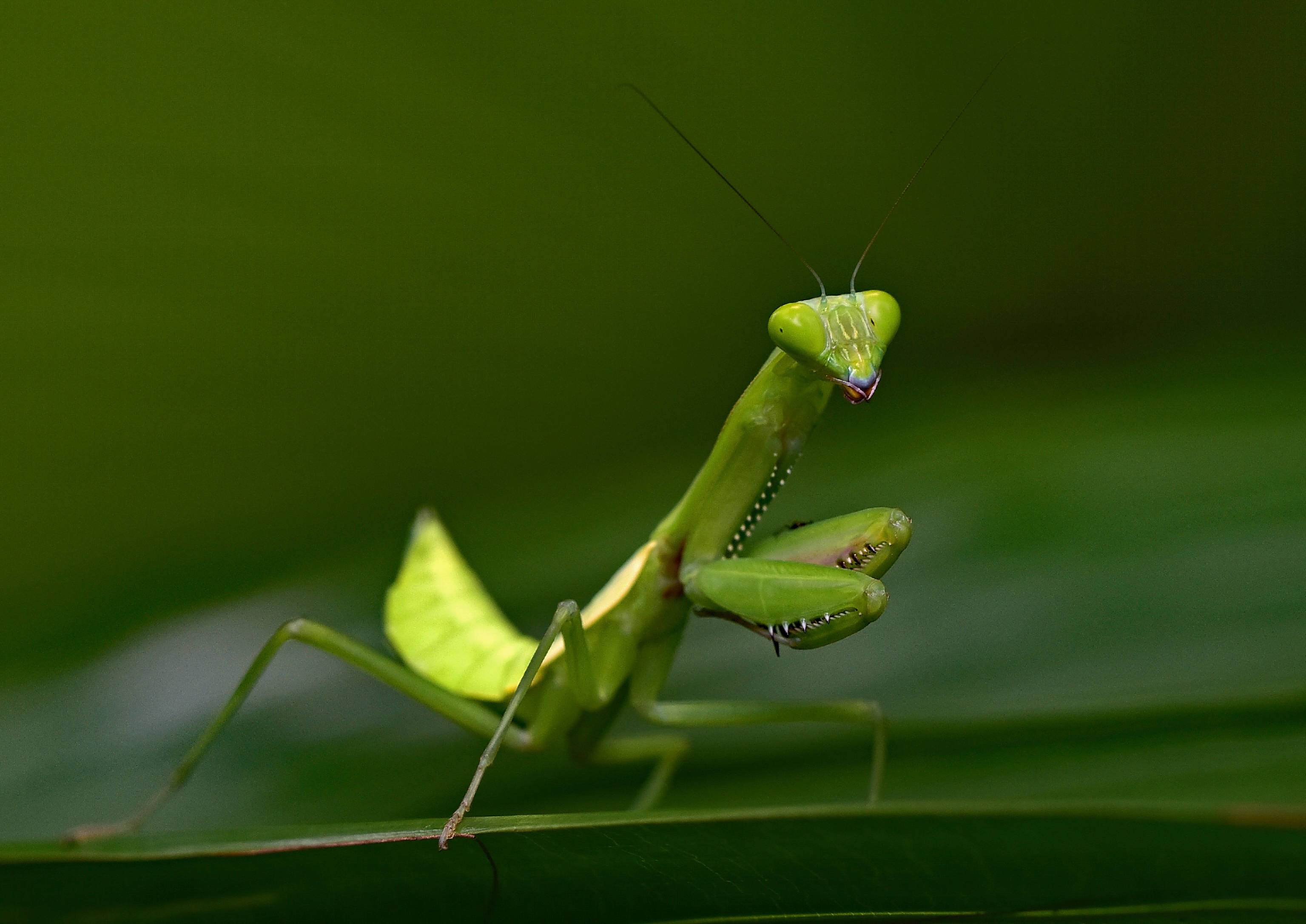 insect mantis, light green body, leaf, 2K Desktop Wallpaper
