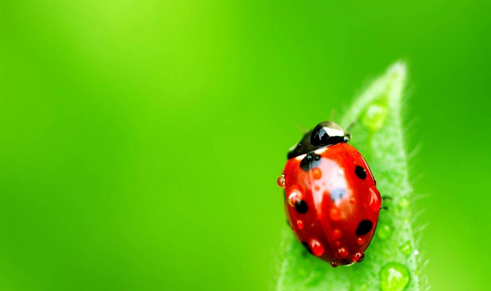 insect, ladybug, red, HD Desktop Wallpaper