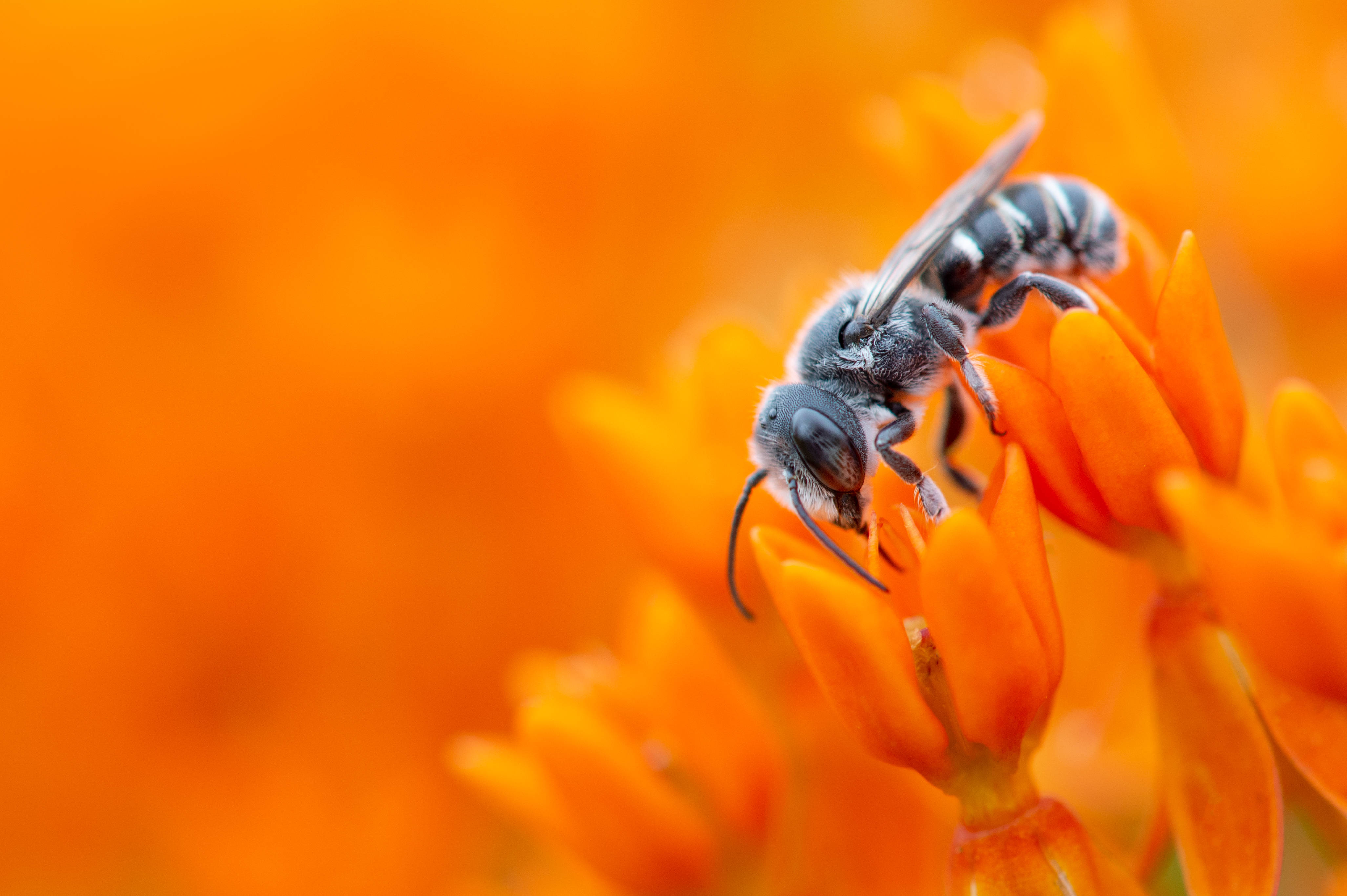 fuzzy gray bee, bright orange flower, soft blurred background, 4K Desktop Wallpaper