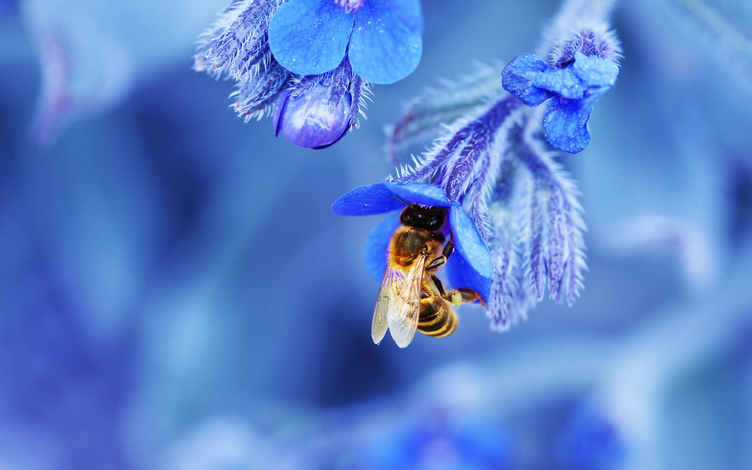 bee, blue flower, honeybee, 2K Desktop Wallpaper